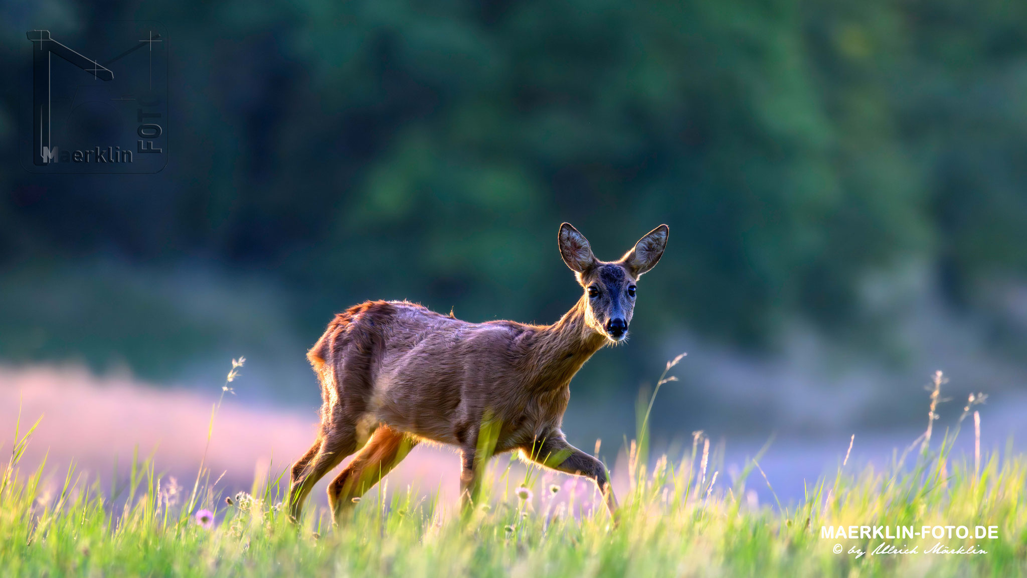 Reh (Capreolus capreolus), Heckengäu