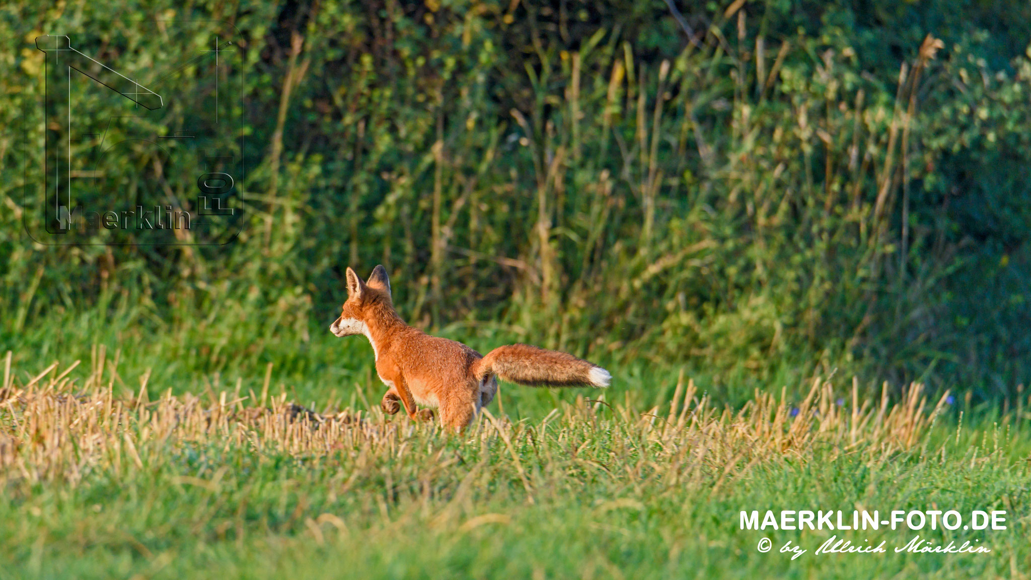 Rotfuchs (Vulpes vulpes) auf dem Sprung, Heckengäu, Baden-Württemberg, Deutschland