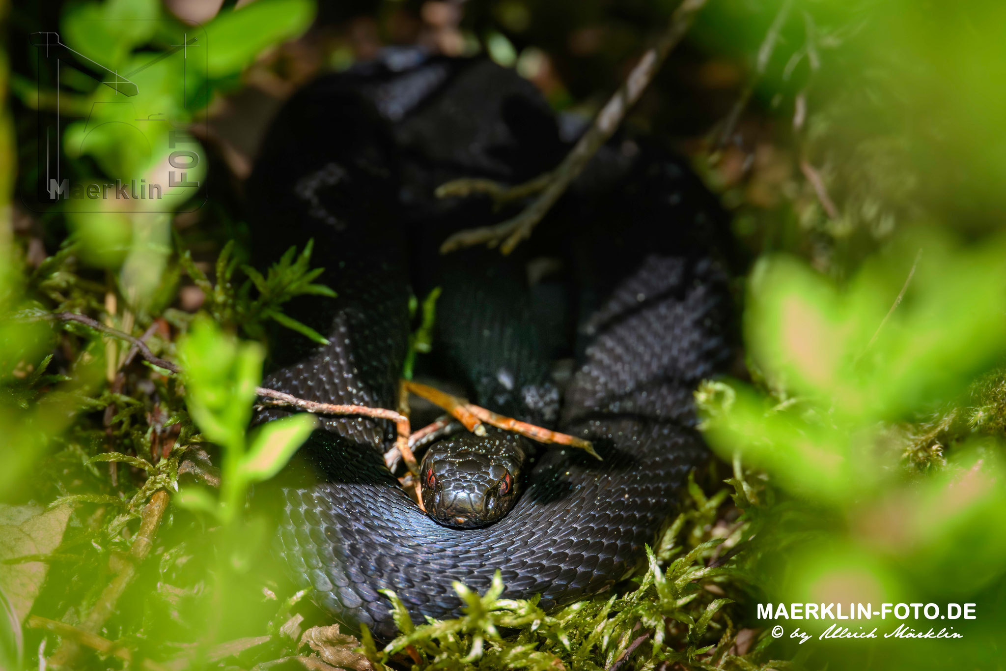 schwarze Kreuzotter (vipera berus), auch Höllenotter genannt, Nationalpark Schwarzwald