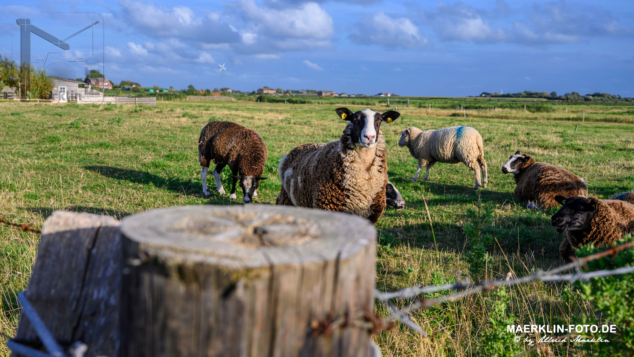 Nordseeinsel Pellworm, Schafe