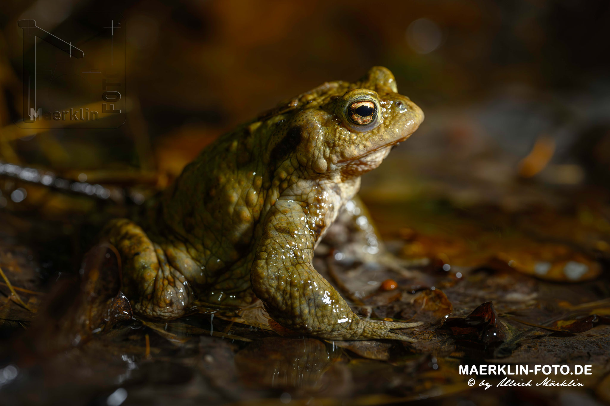 Heckengäu, Erdkröte (Bufo bufo)
