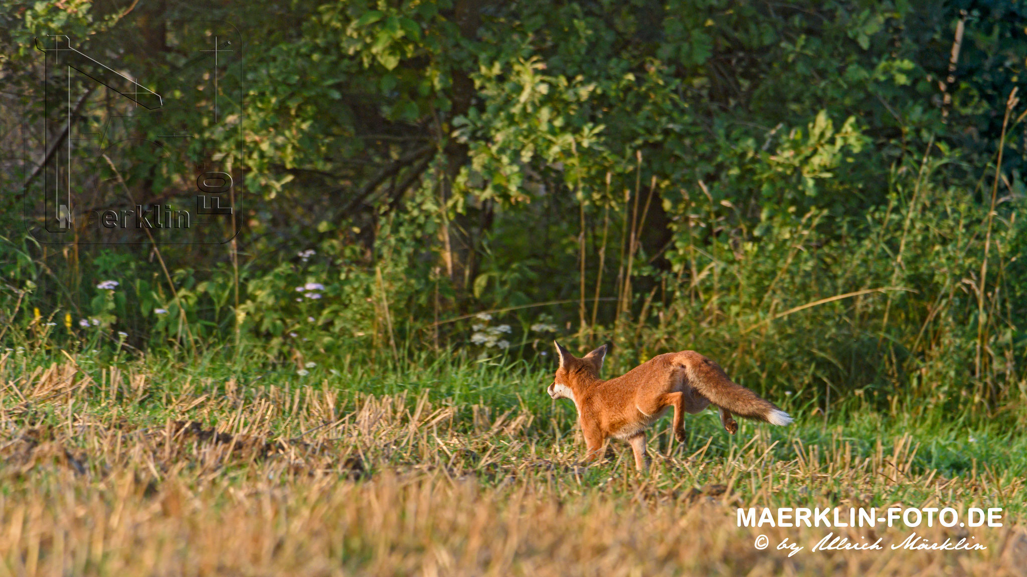 Rotfuchs (Vulpes vulpes) auf dem Sprung, Heckengäu, Baden-Württemberg, Deutschland