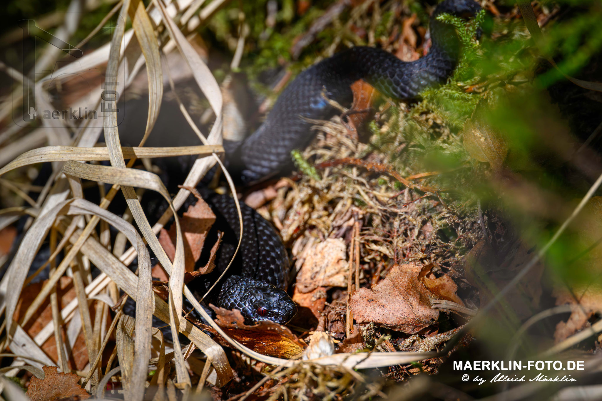 schwarze Kreuzotter (vipera berus), auch Höllenotter genannt, Nationalpark Schwarzwald