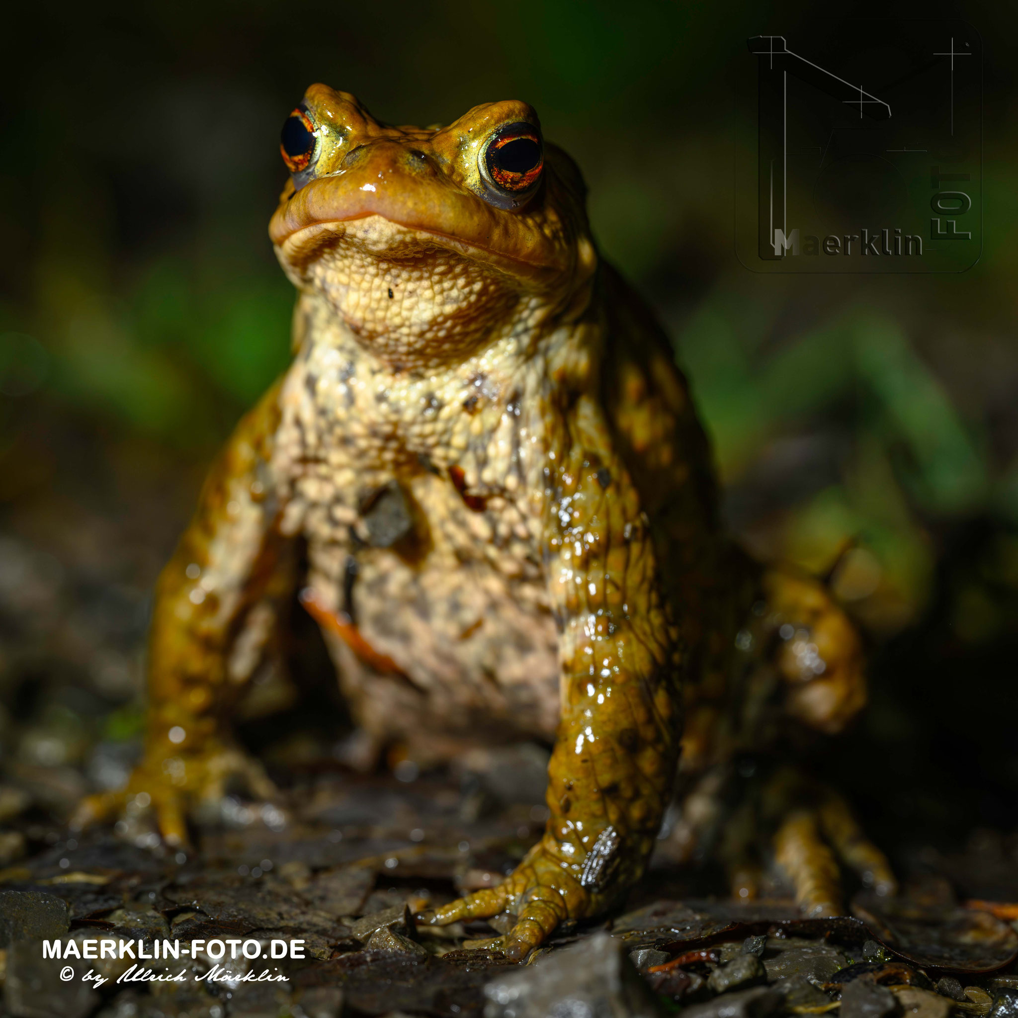 Heckengäu, Erdkröte (Bufo bufo)