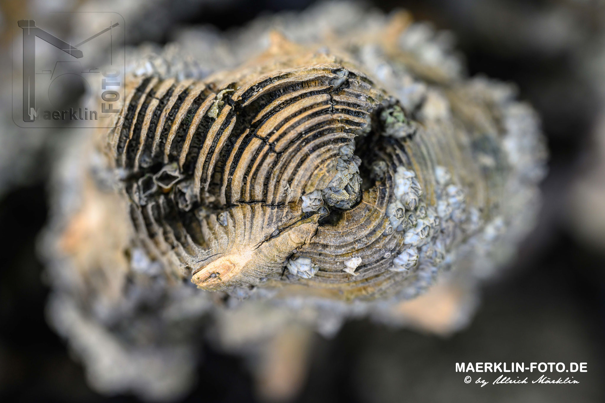 Nordseeinsel Pellworm, Holzpfahl von oben
