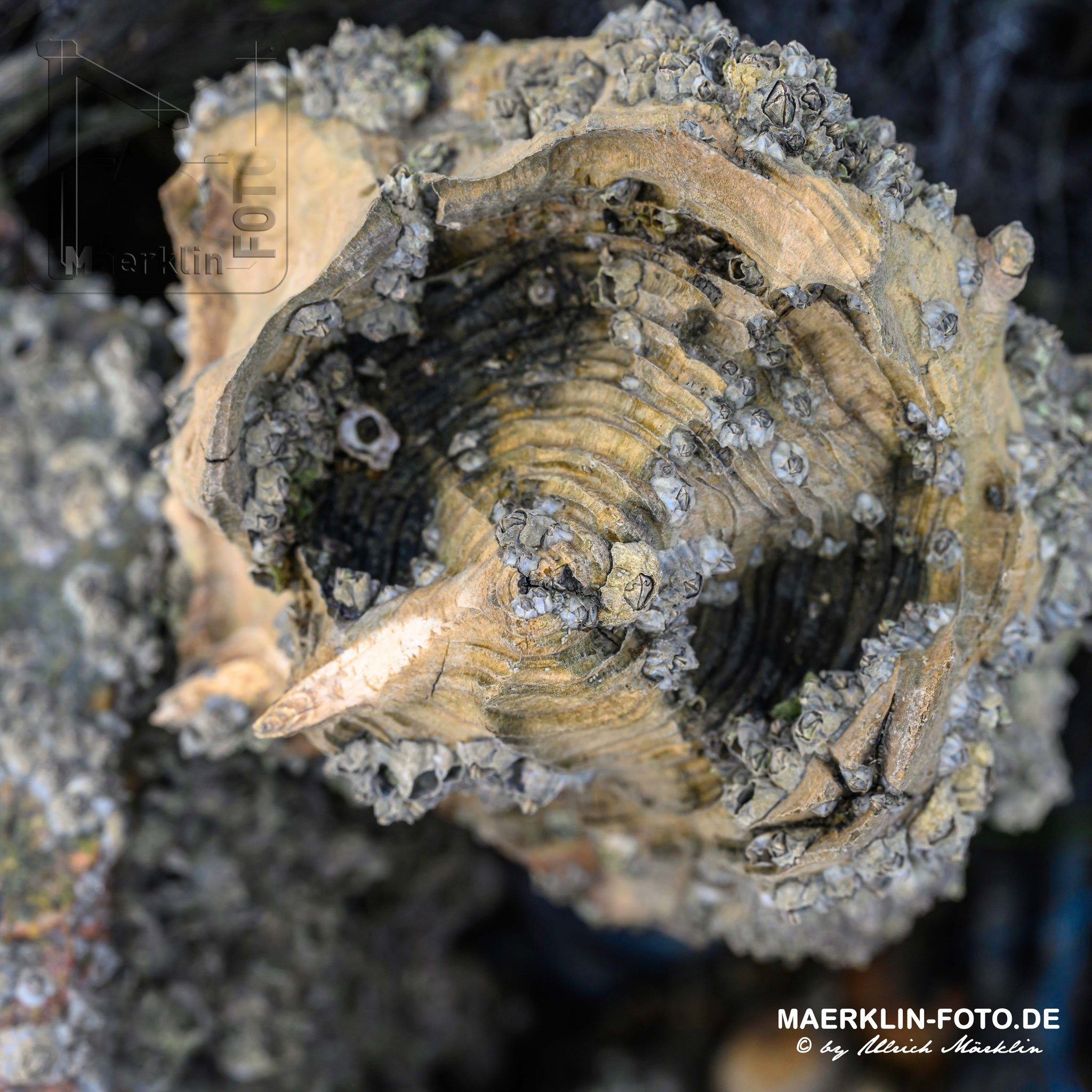 Nordseeinsel Pellworm, Holzpfahl von oben