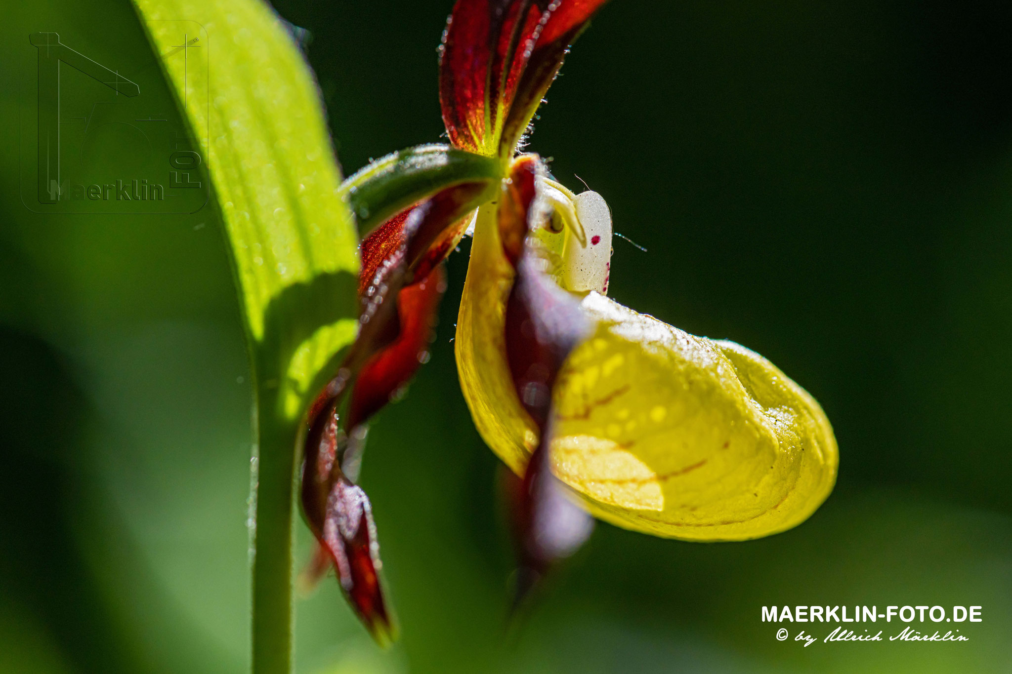 Gelber Frauenschuh (Cypripedium calceolus)