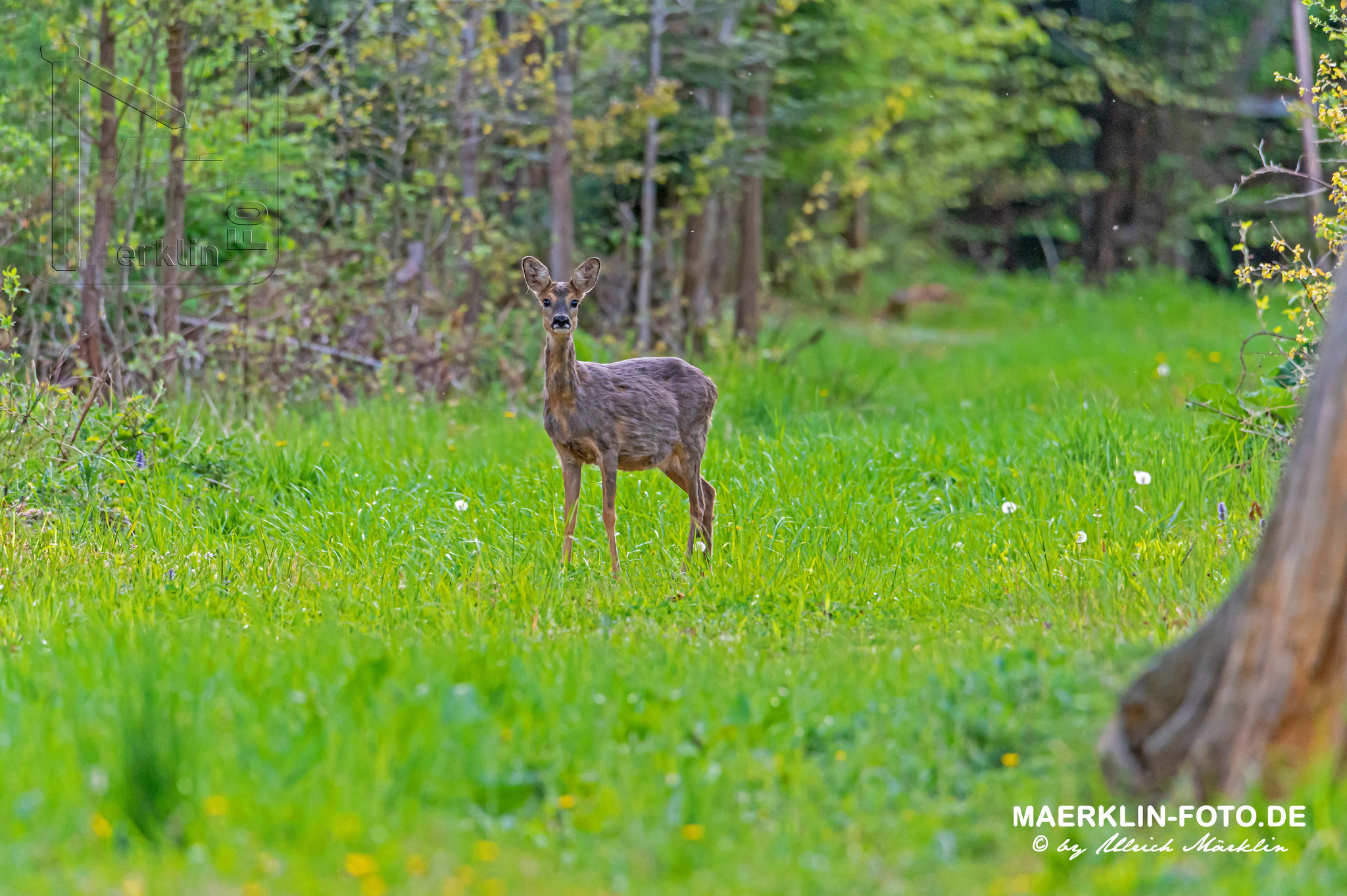 Reh (Capreolus capreolus) auf einer Waldlichtung, Heckengäu