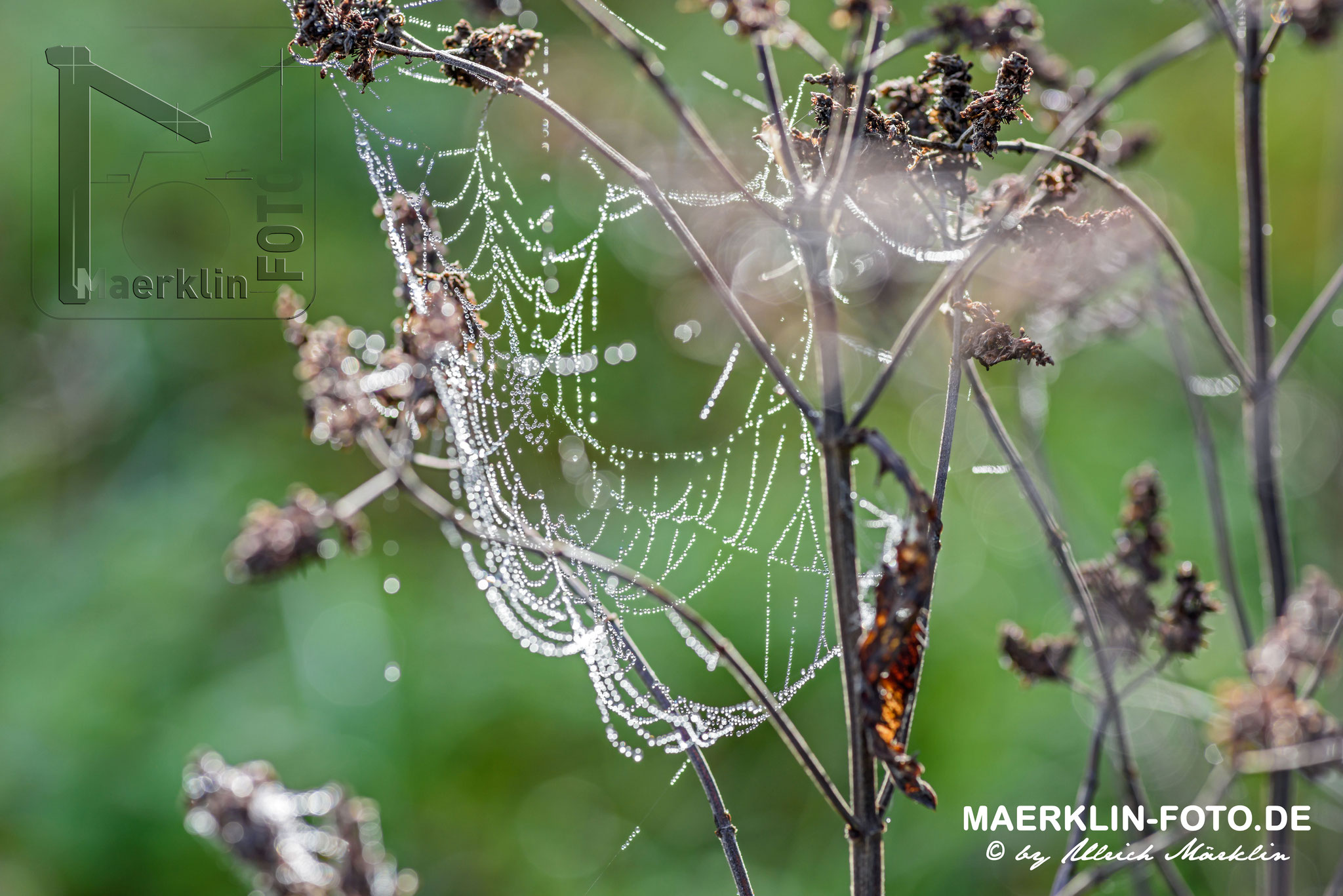 Tautropfen am Spinnenetz, Gegenlichtaufnahme, Naturpark Schönbuch