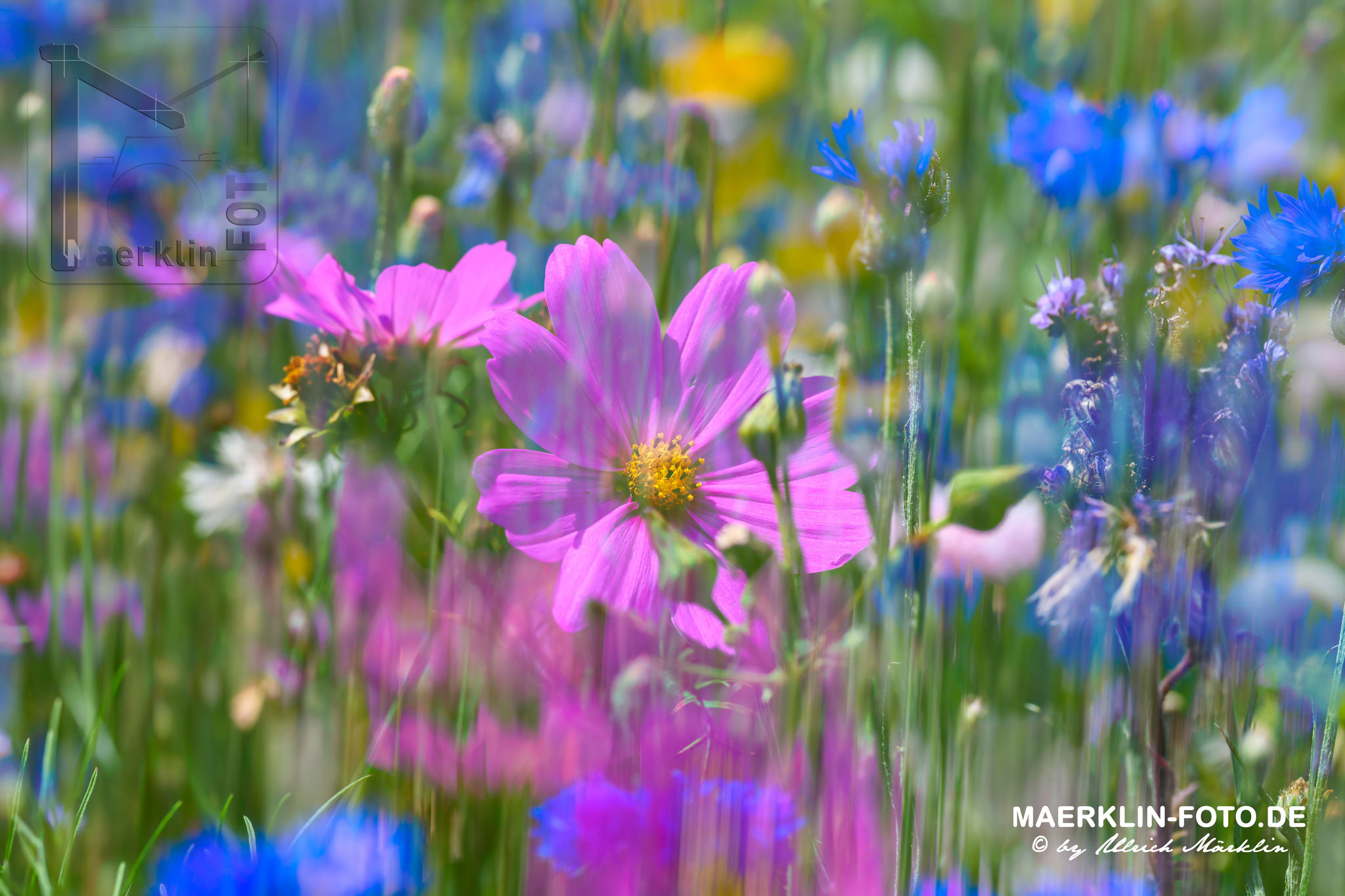 Blumenwiese, Heckengäu