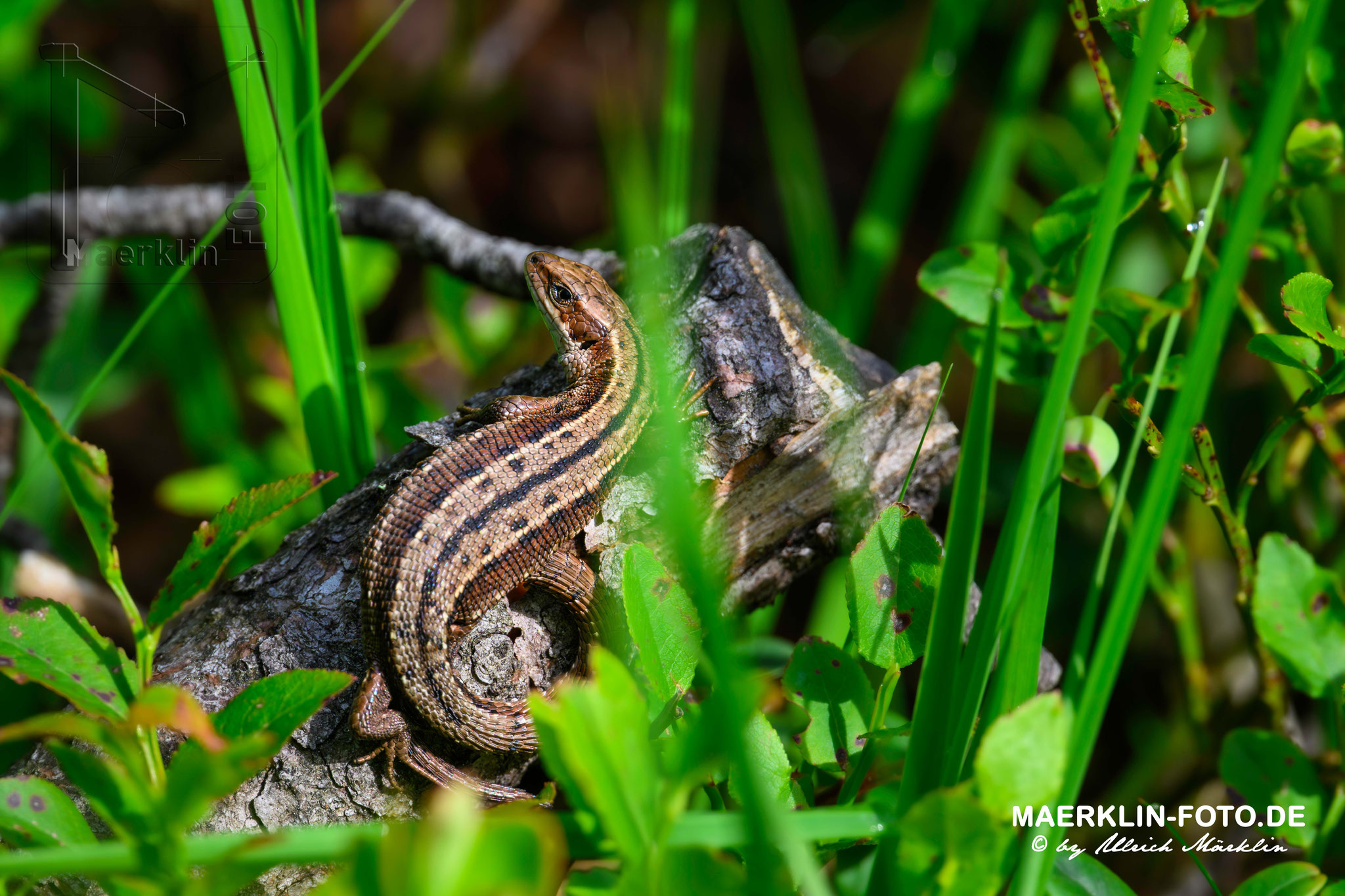 Eidechse, Waldeidechse, zootoca vivipara, Nationalpark Schwarzwald
