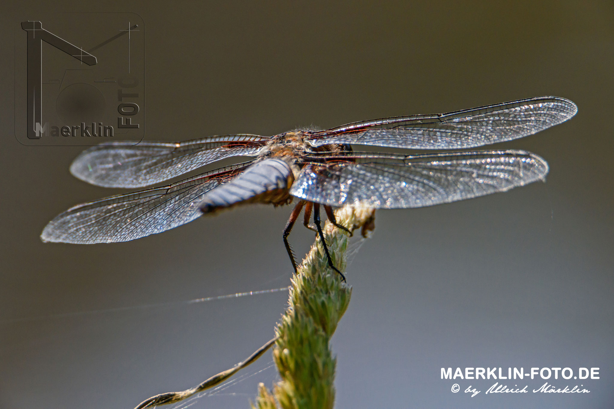 Großer Blaupfeil, Orthetrum cancellatum, Libelle
