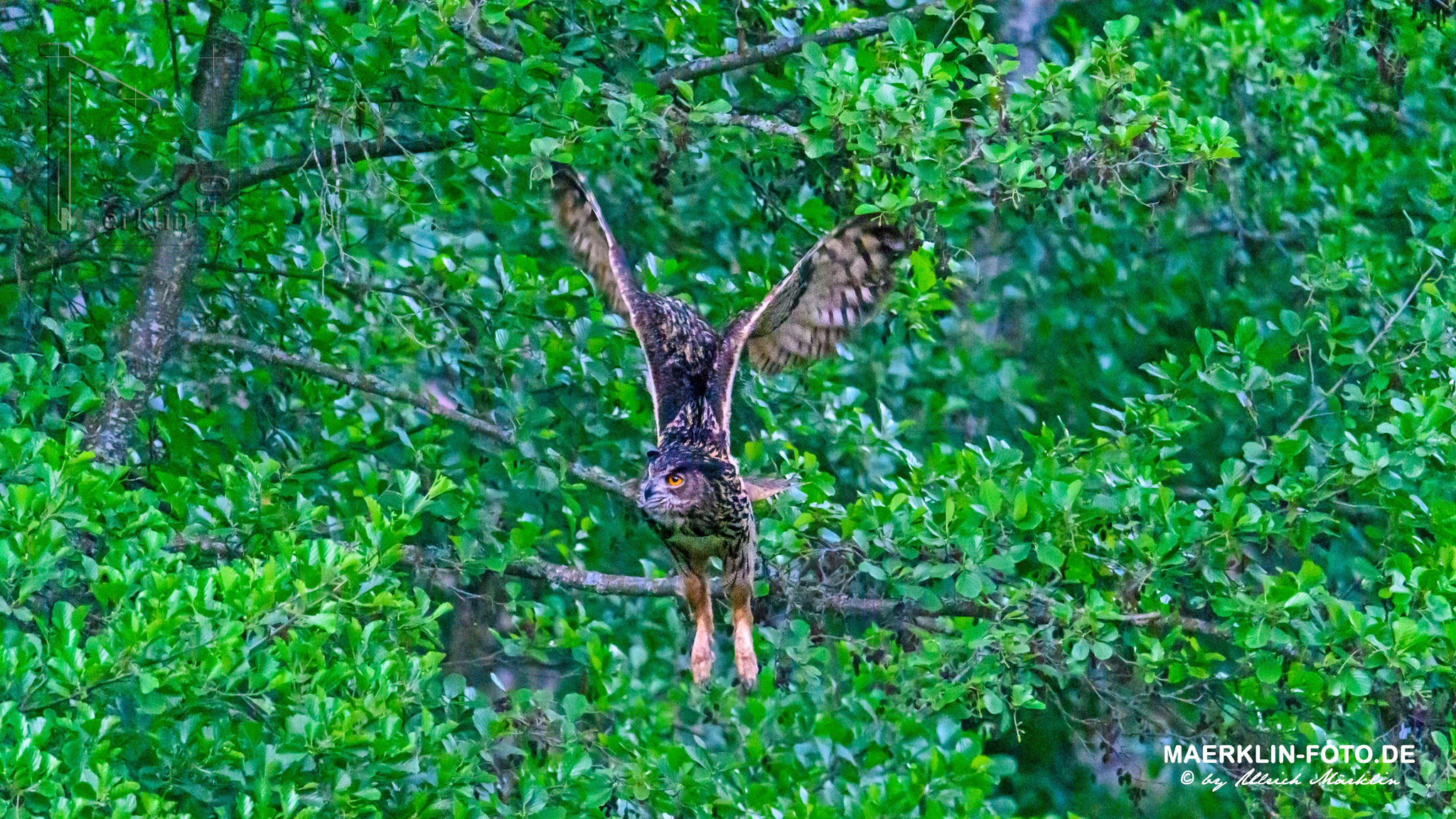 Uhu (Bubo bubo) beim Abflug