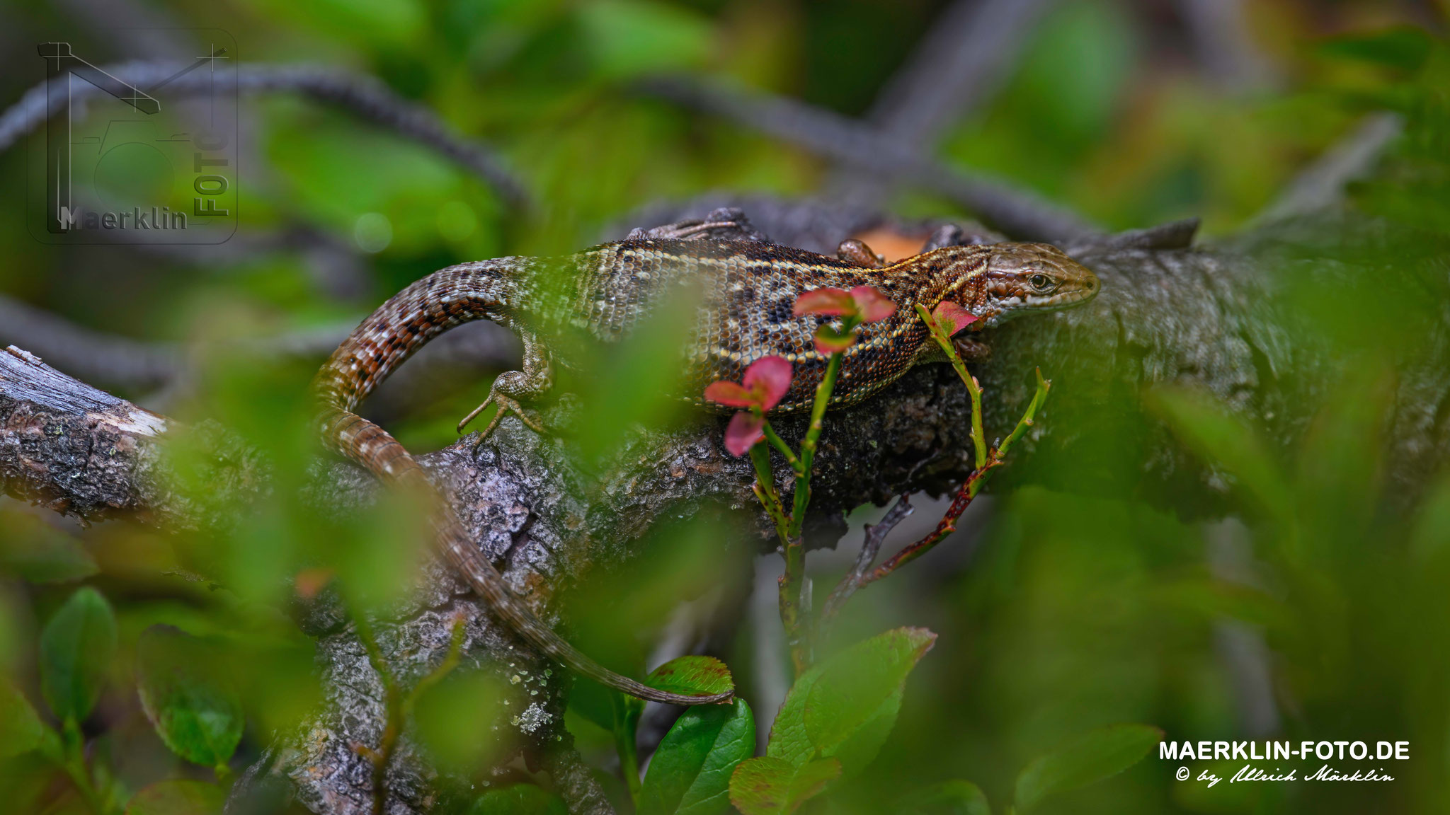 Eidechse, Waldeidechse, zootoca vivipara, Nationalpark Schwarzwald