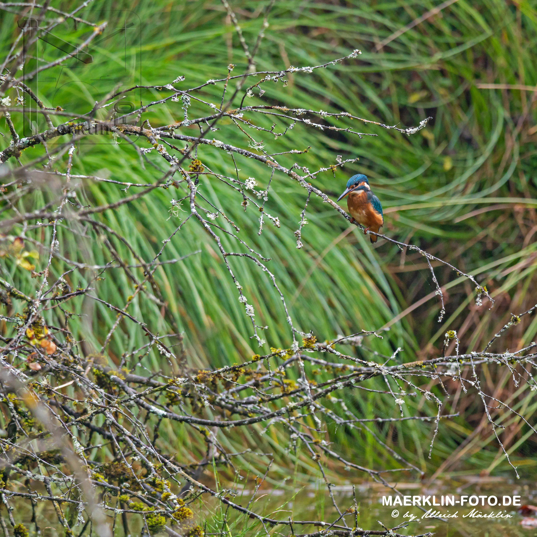 Eisvogel (Alcedo atthis) am Waldteich