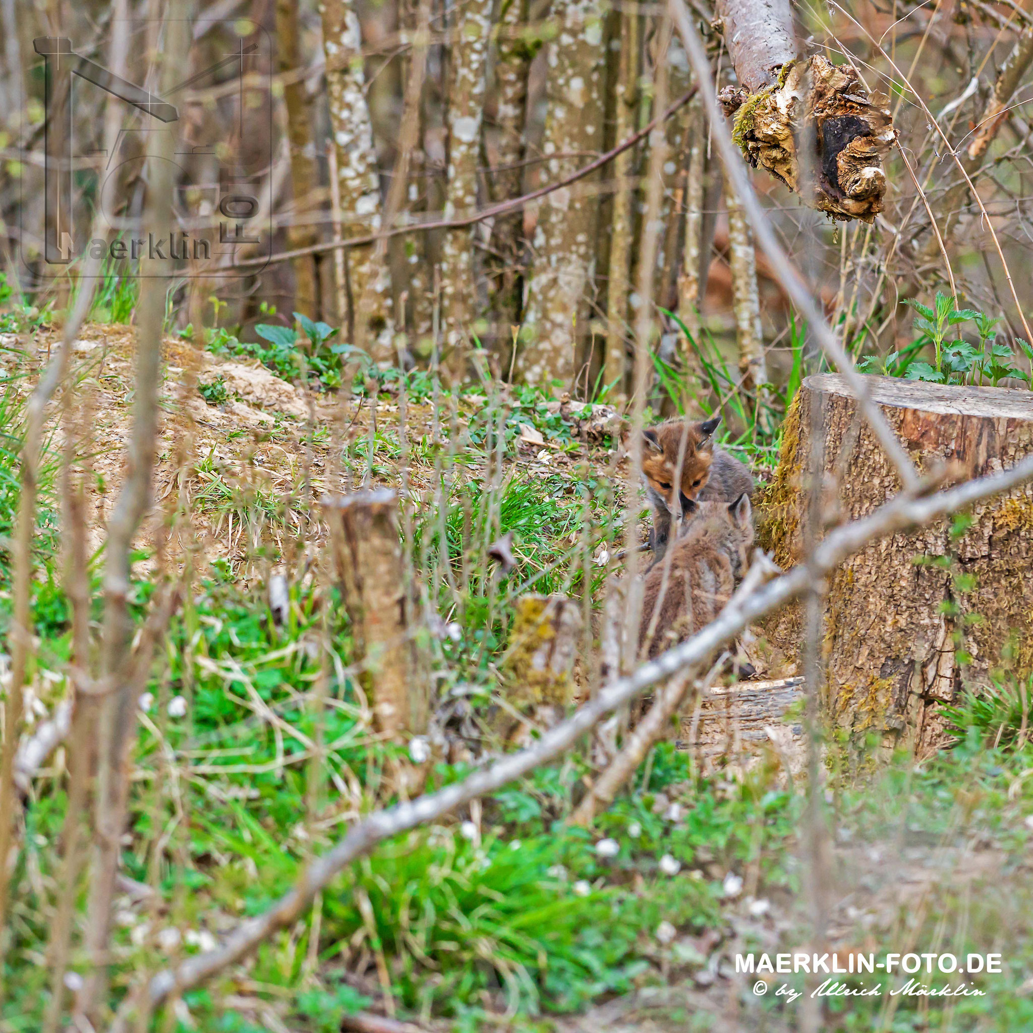 Rotfuchs (Vulpes vulpes), Welpen vor dem Bau