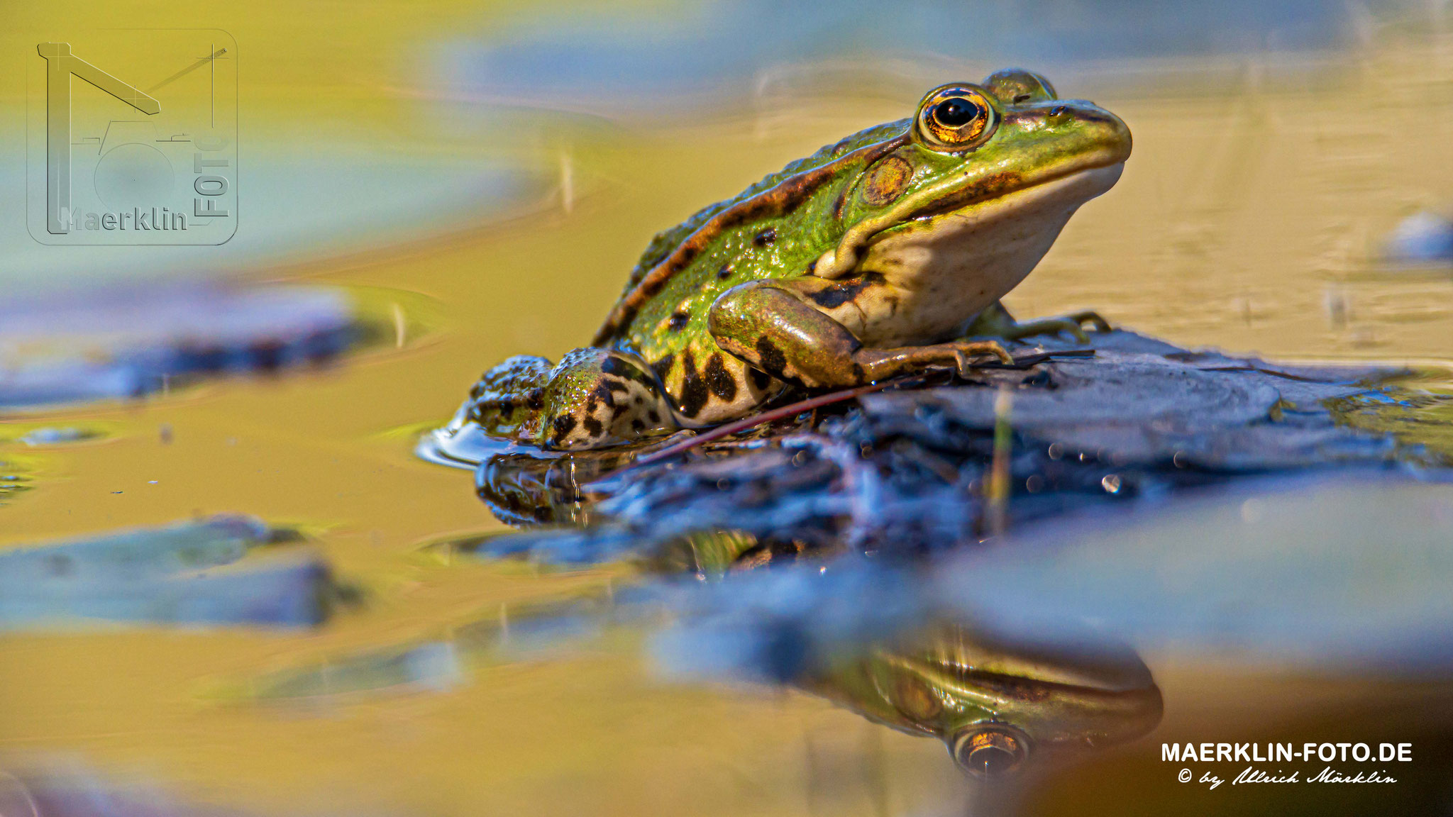 Teichfrosch, Rana esculenta, Frosch