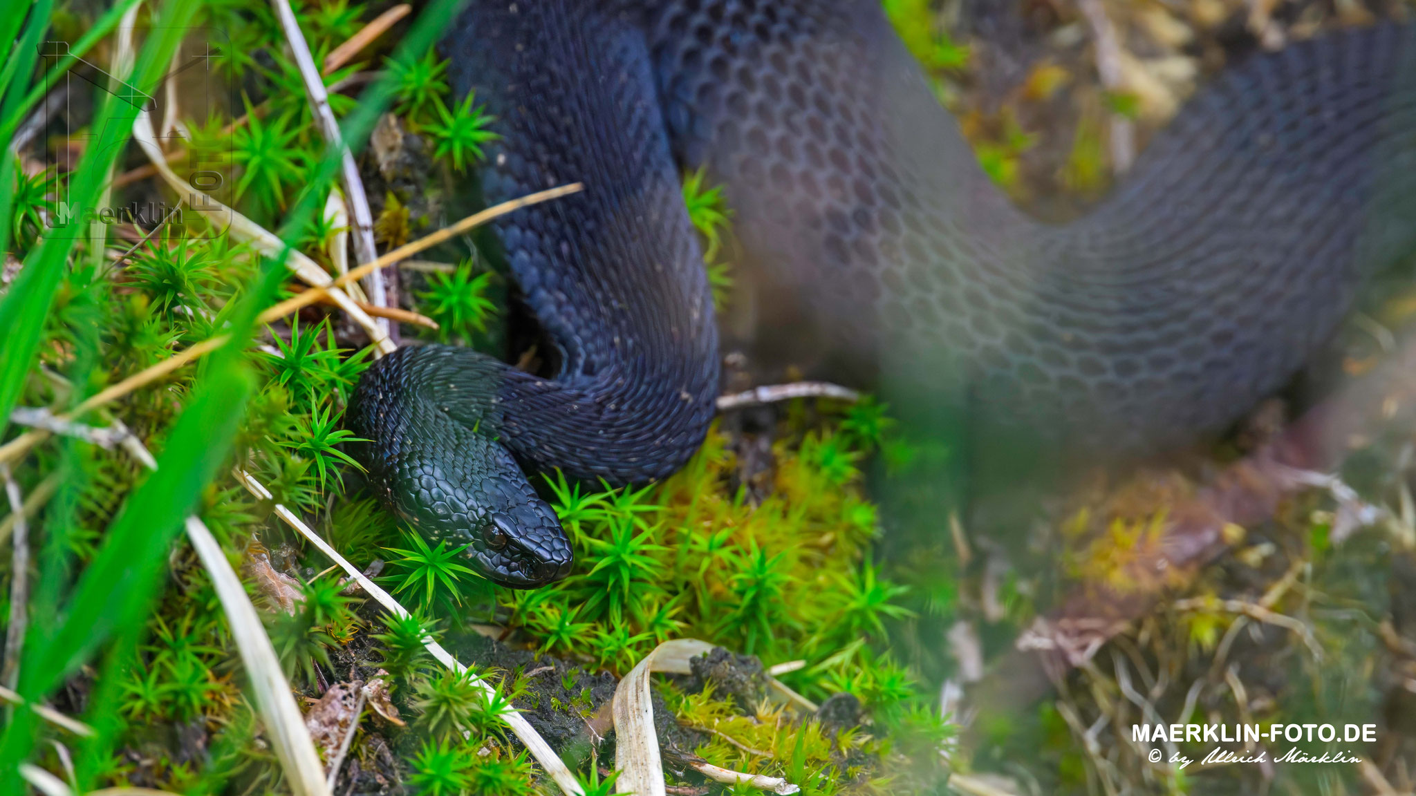 schwarze Kreuzotter (vipera berus), auch Höllenotter genannt, Nationalpark Schwarzwald