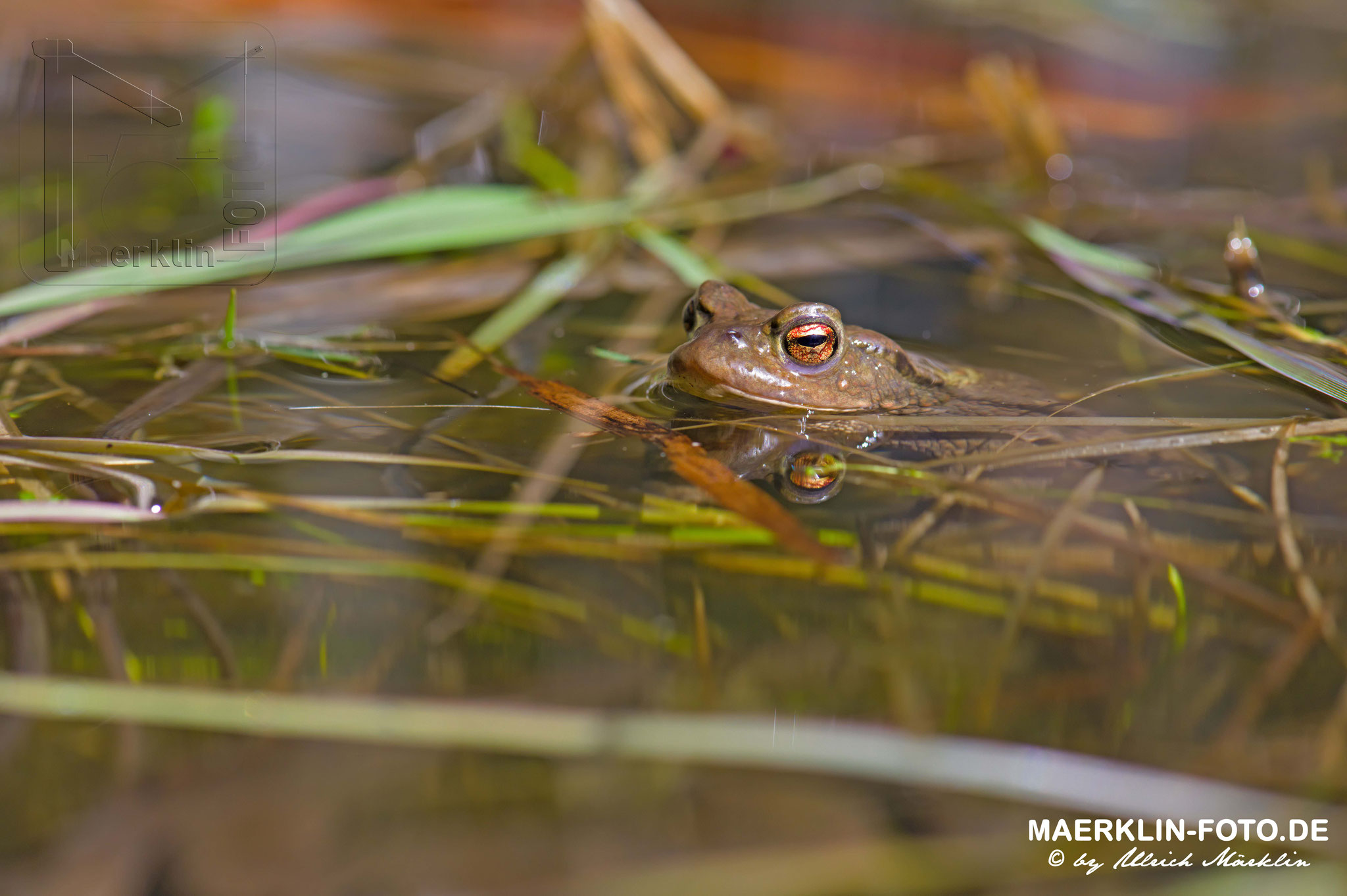 Kröten im Waldteich, Erdkröten/Bufo bufo, Heckengäu