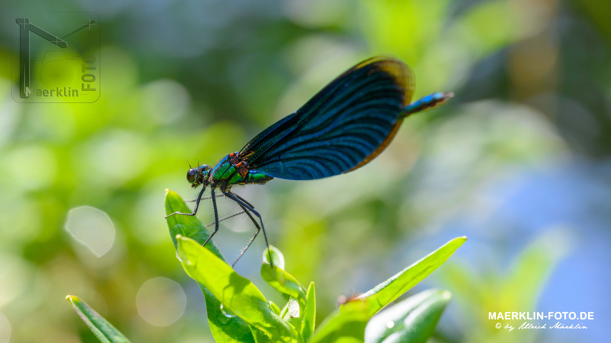 Prachtlibellen (Calopterygidae), Hewckengäu