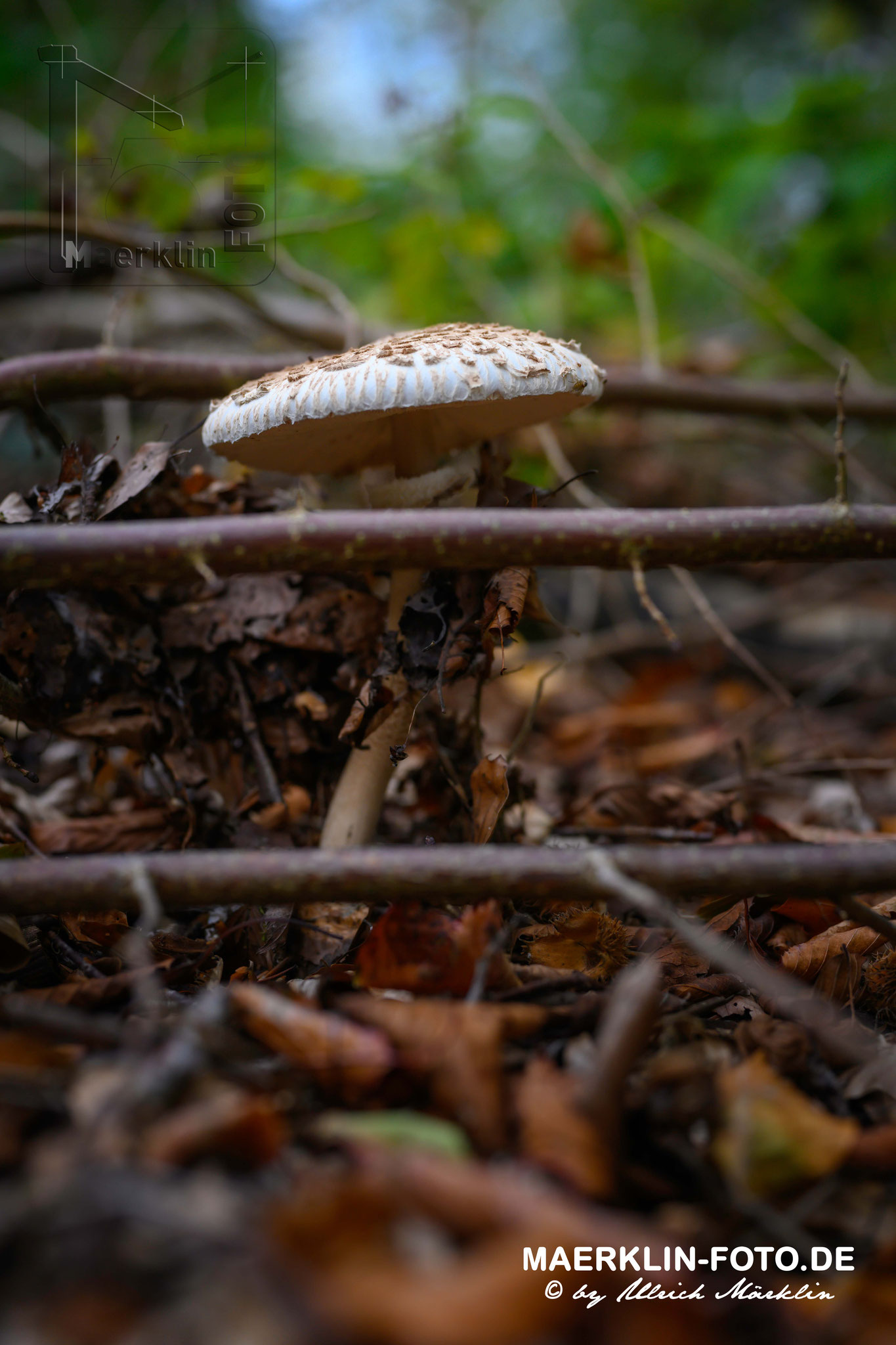 Schirmpilz, Parasol