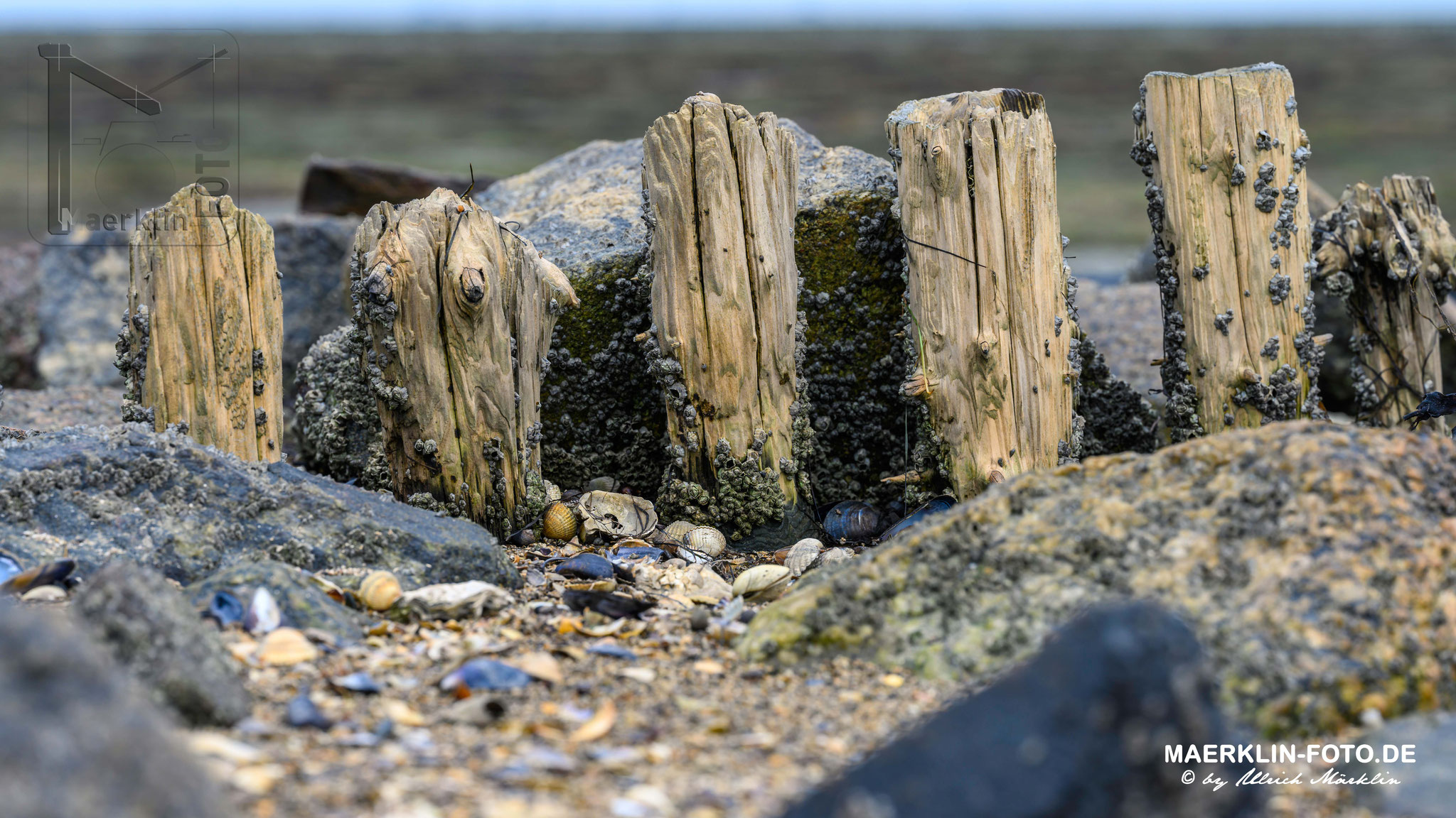 Nordseeinsel Pellworm, Pfähle