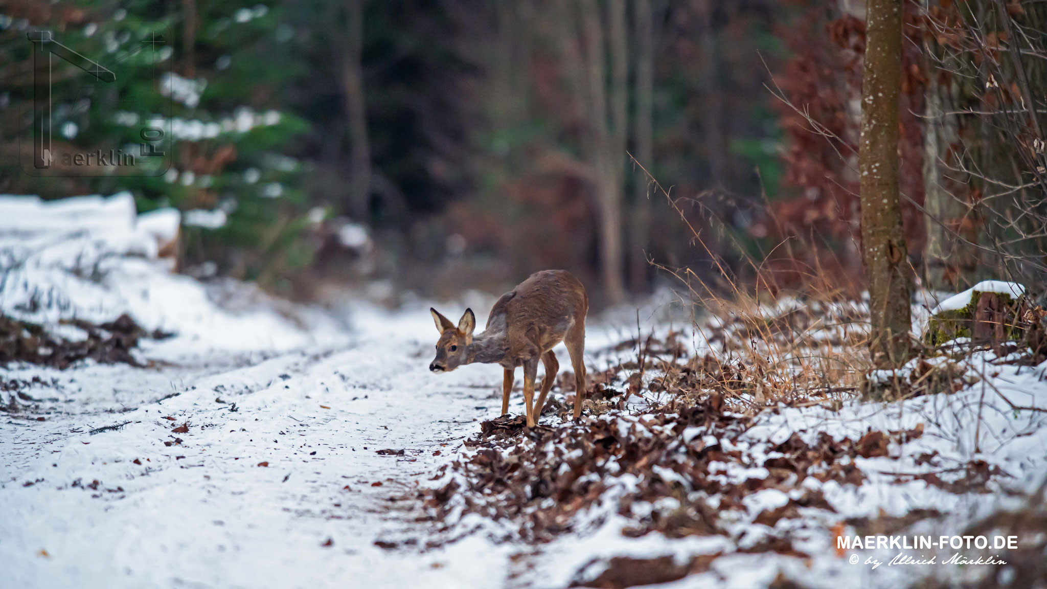 Rehwild im winterlichen Wald, Heckengäu