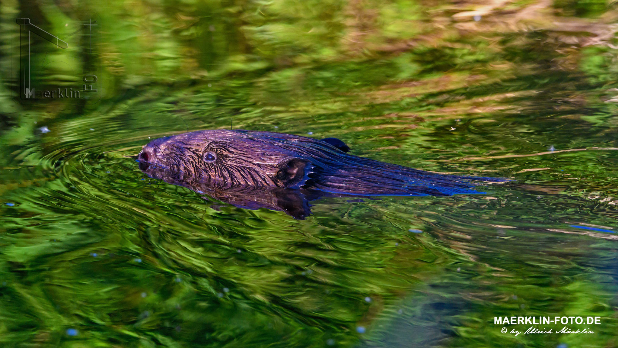 (europäischer) Biber (Castor fiber/Castoridae), schwimmende