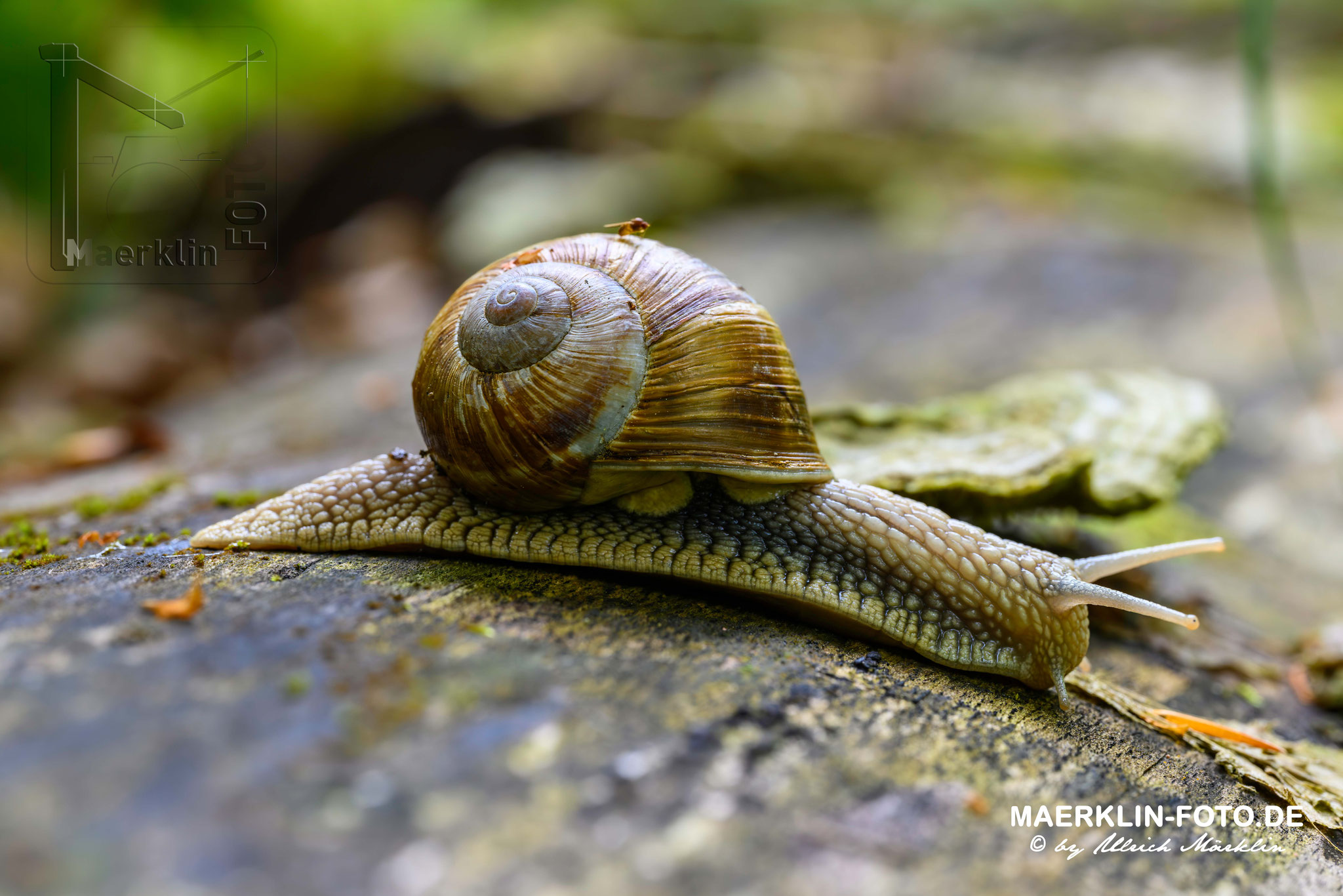 Naturpark Schönbuch, Weinbergschnecke