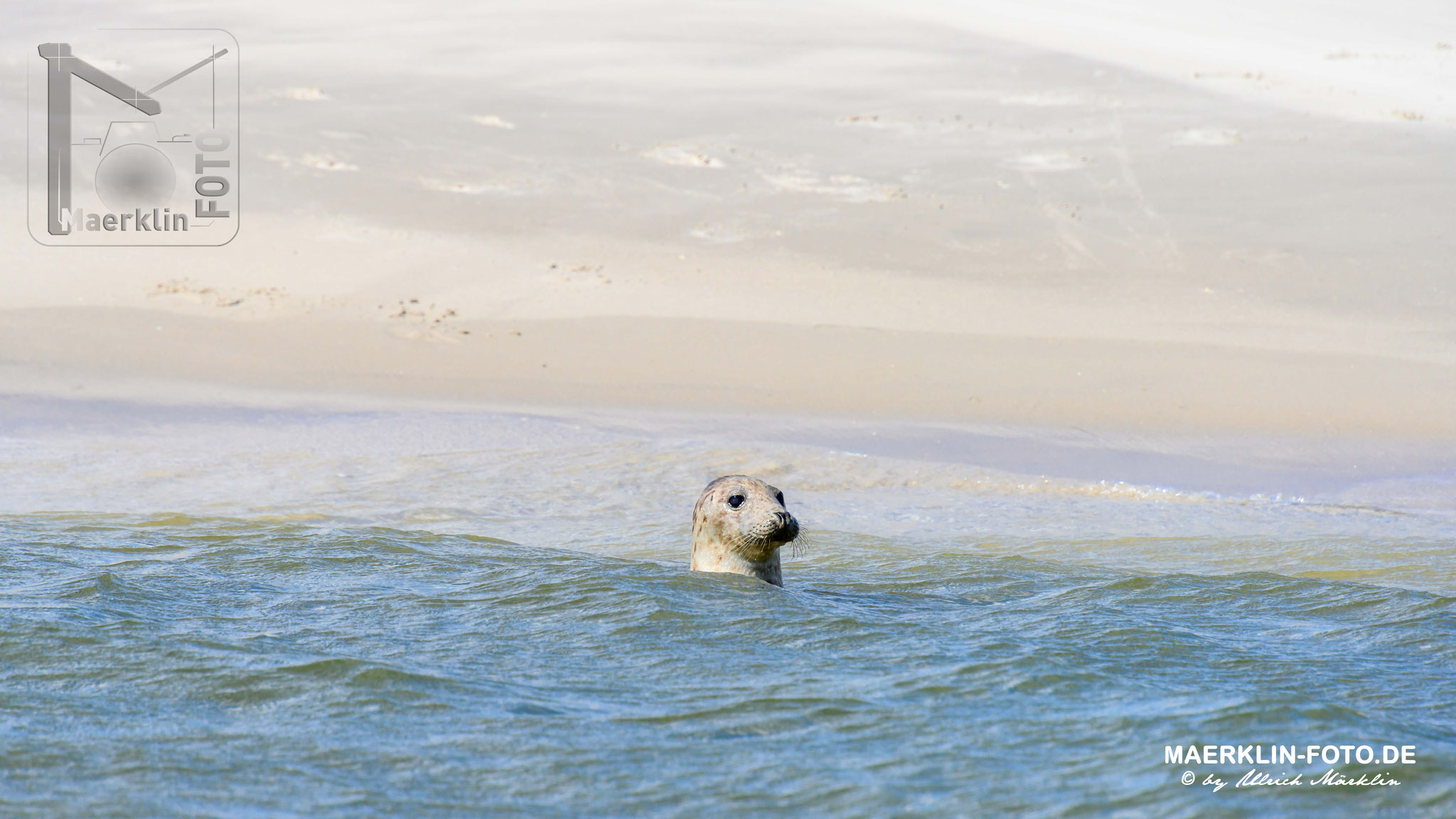 Norderoogsand, Seehunde