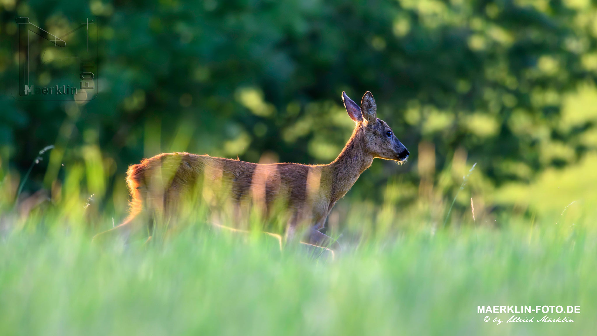 Reh (Capreolus capreolus), Heckengäu