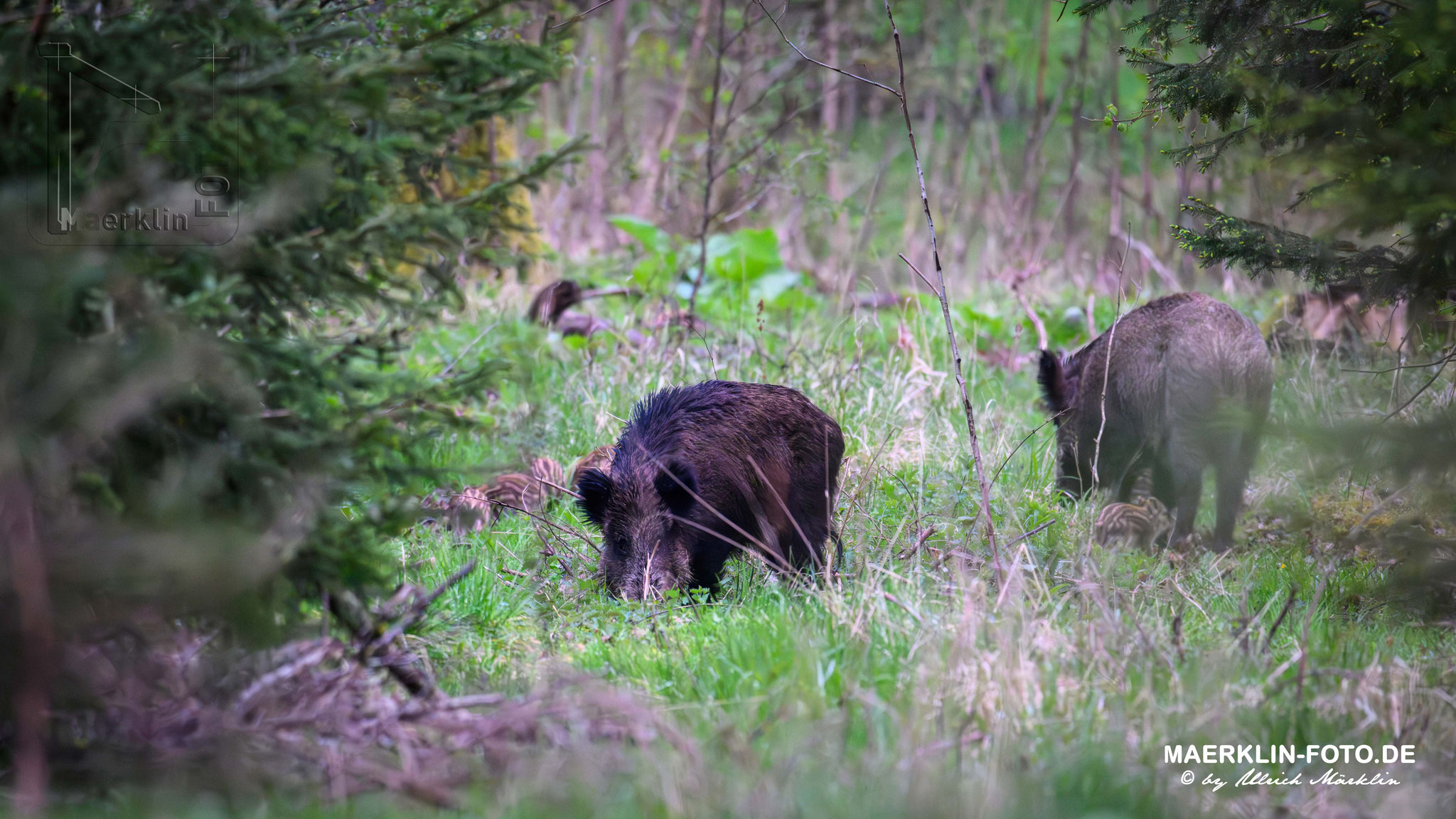 Schwarzwild/Wildschwein (Sus scrofa), Bache 