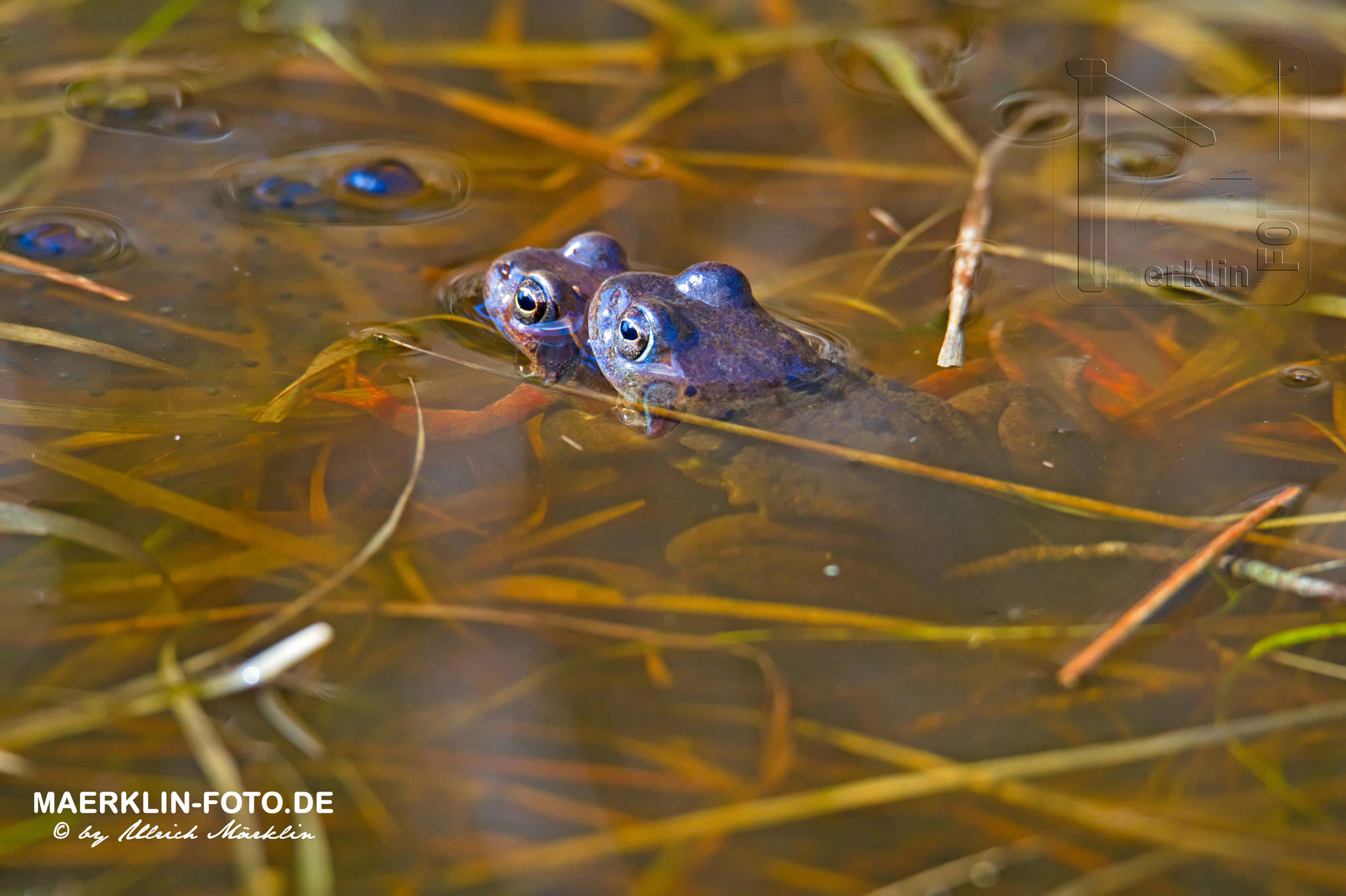 Moorfrösche beim Laichen, Moorfrosch/Rana arvalis, Nationalpark Schwarzwald