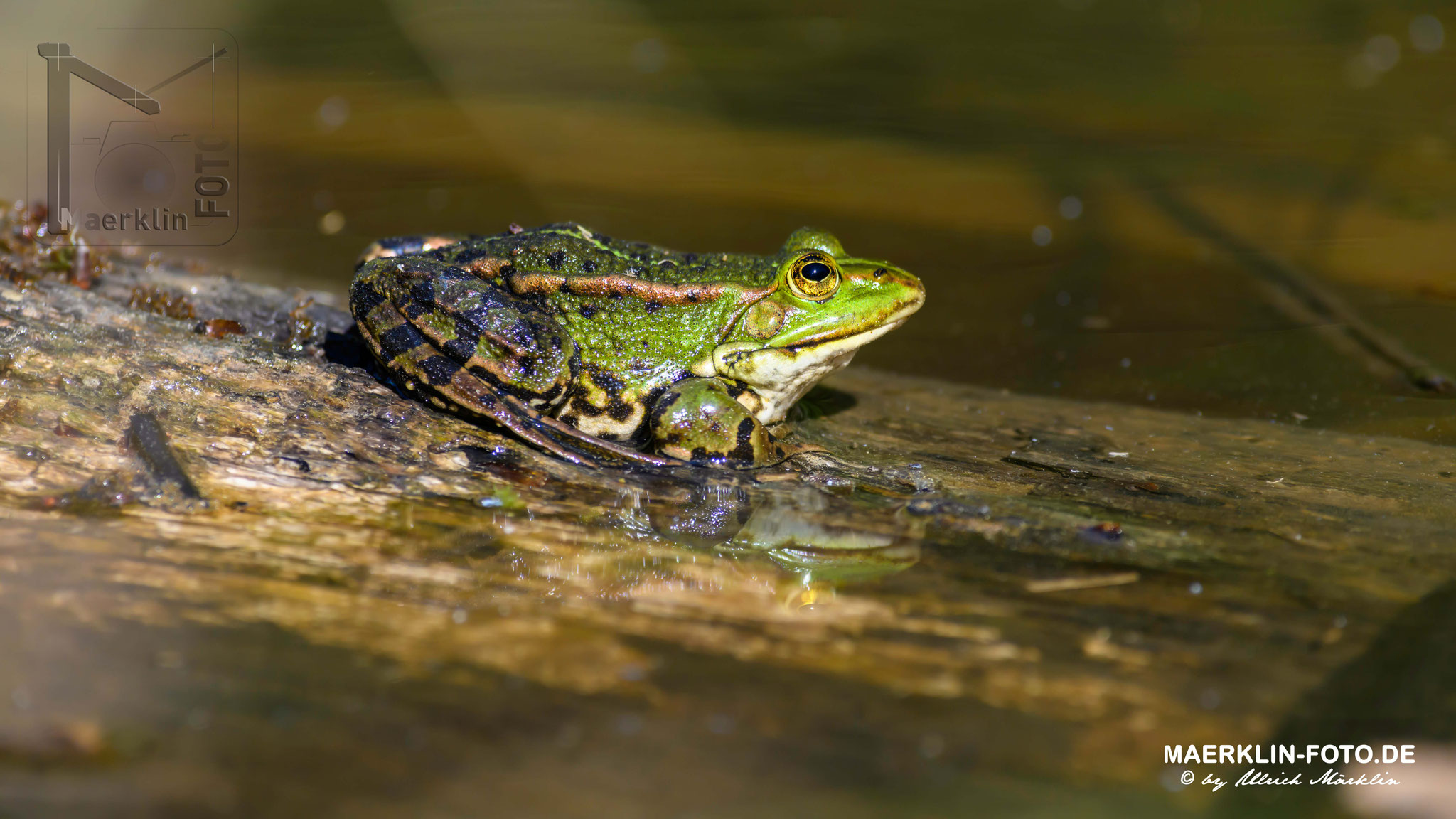 Teichfrosch, Rana esculenta, Frosch