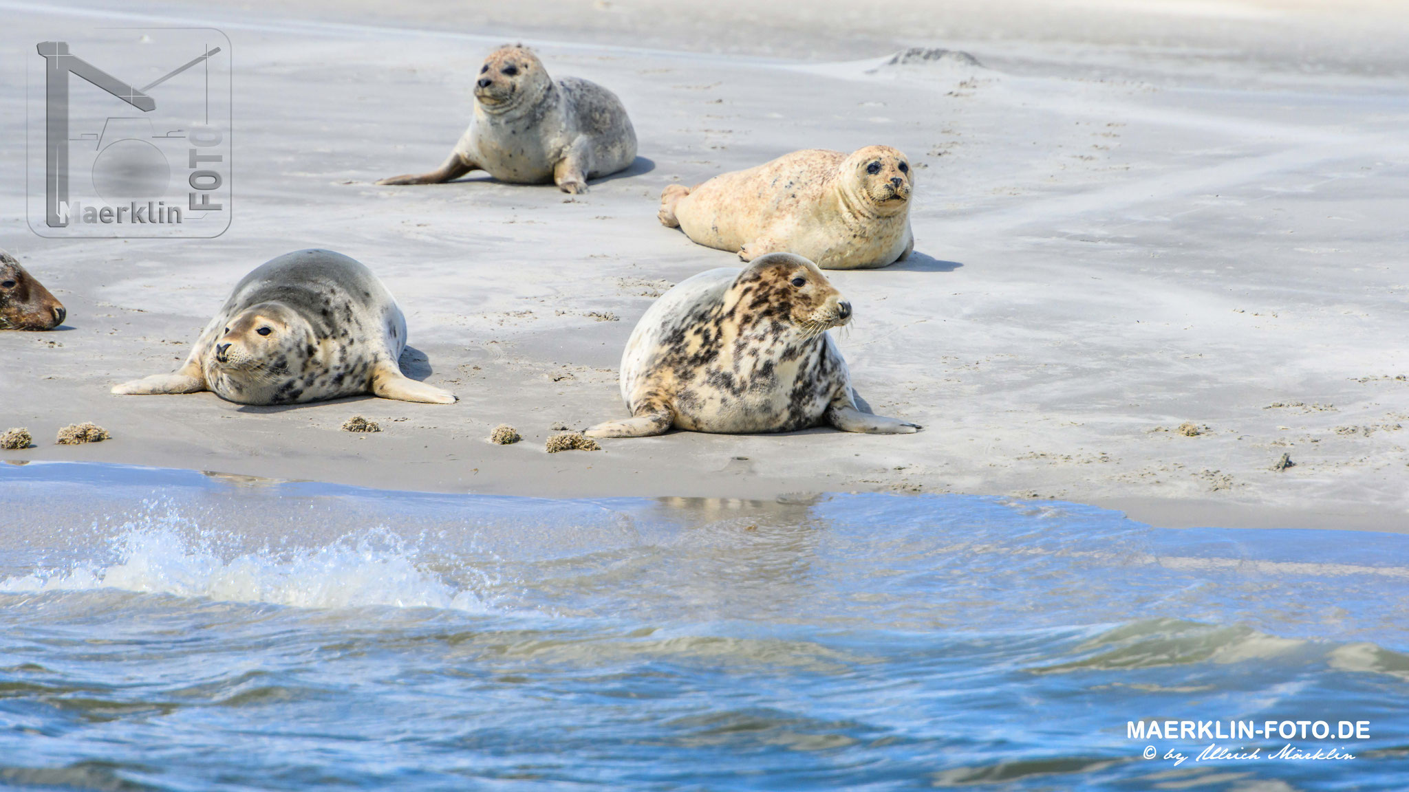 Norderoogsand, Seehunde