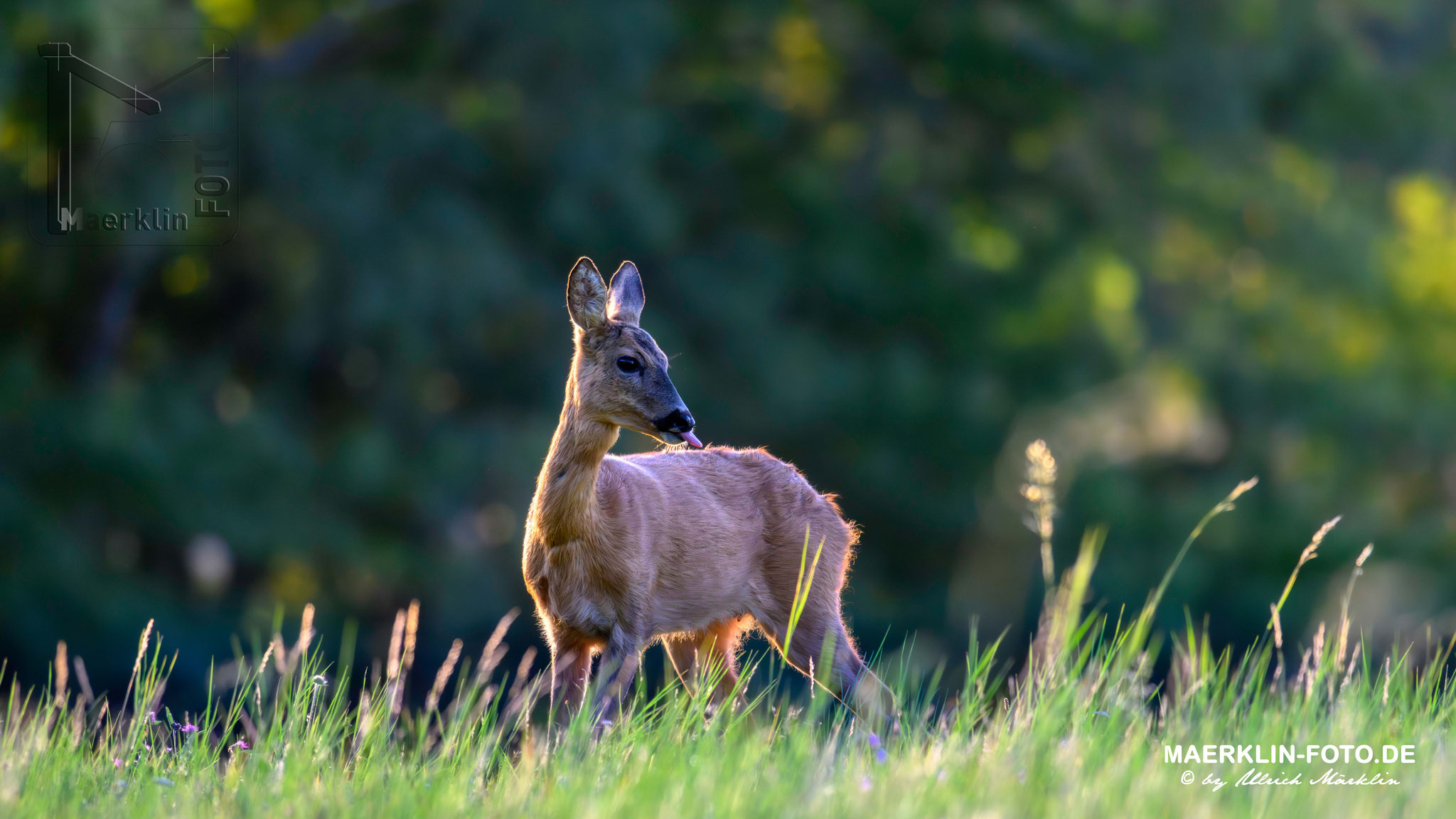 Reh (Capreolus capreolus)
