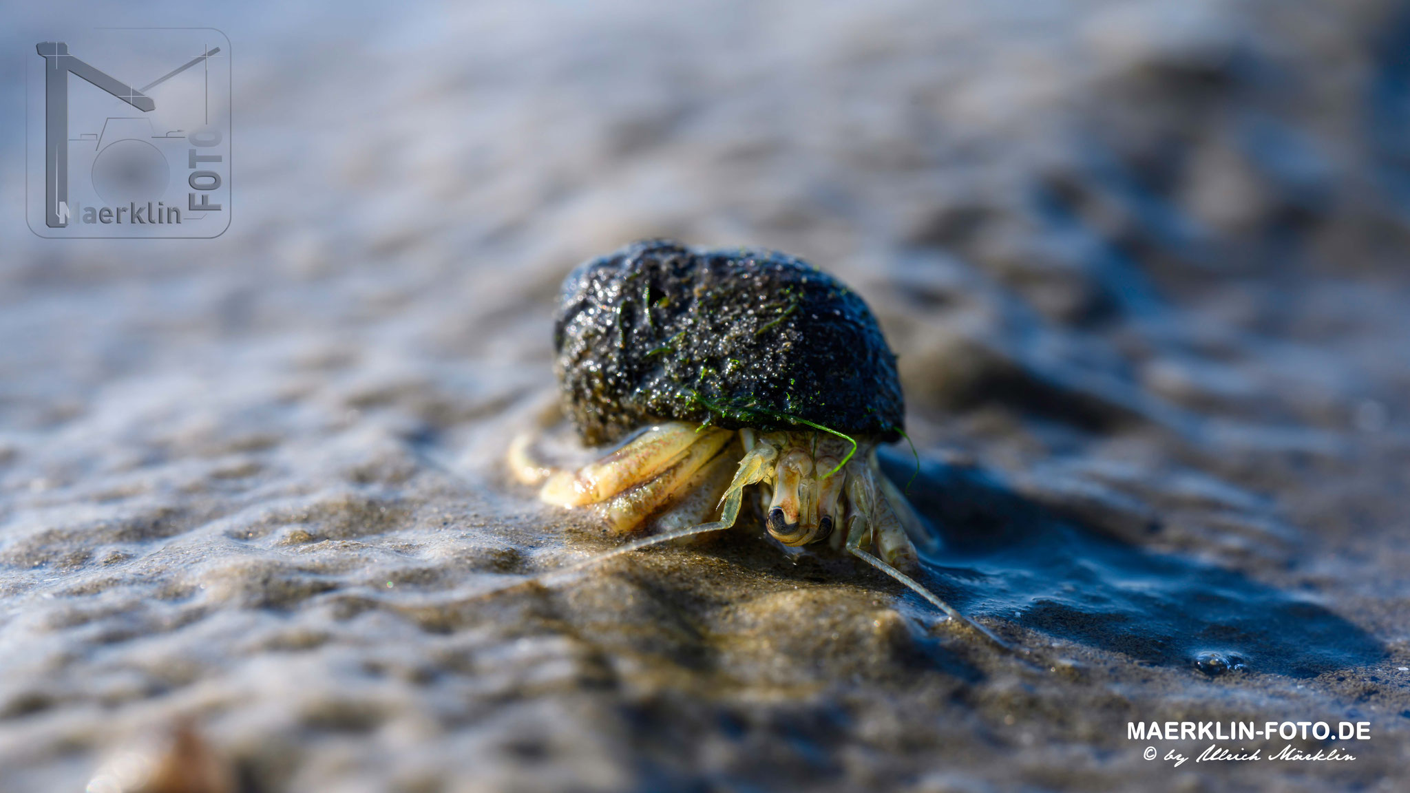 Nordseeinsel Pellworm, Einsiedlerkrebs