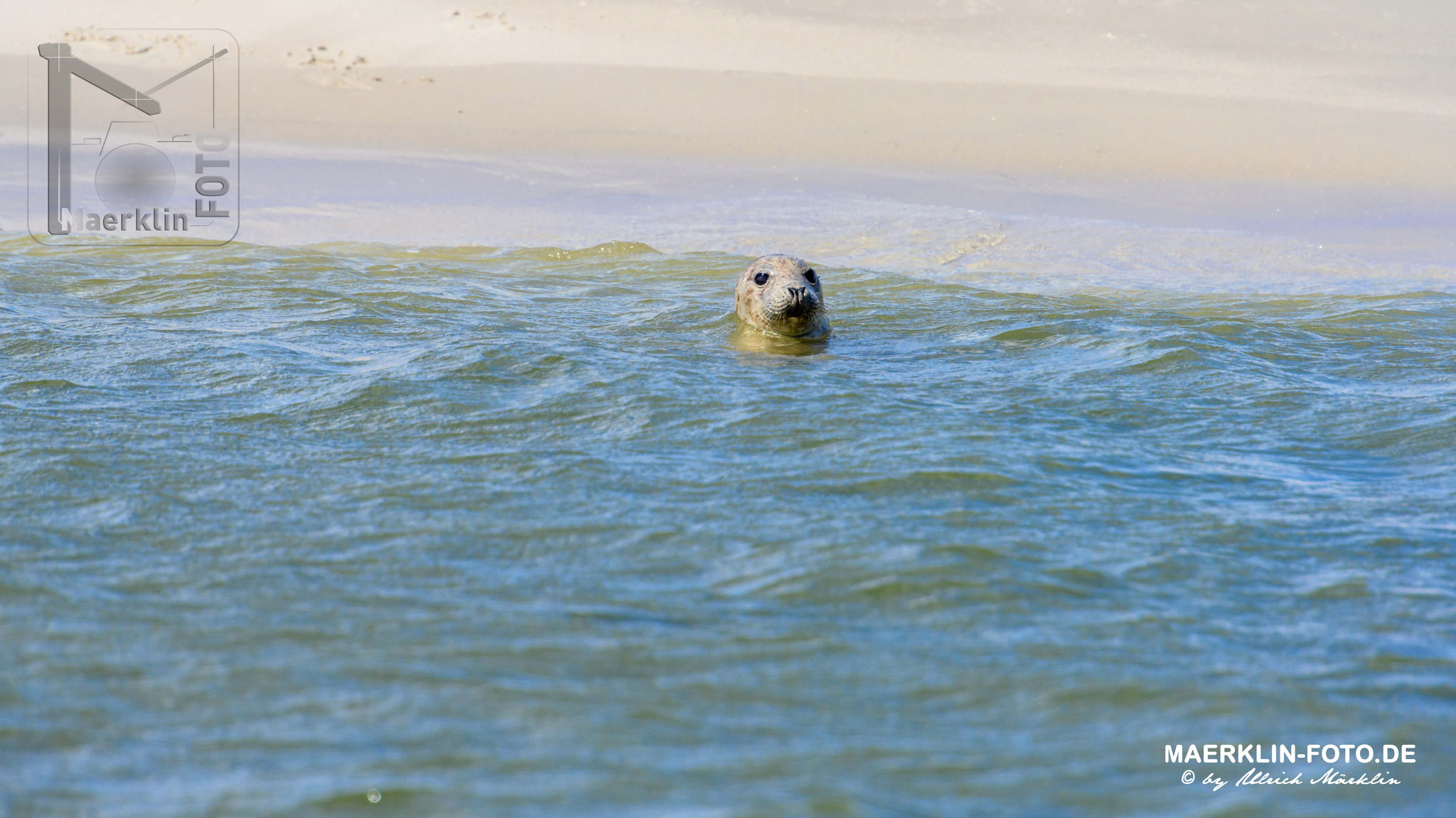 Norderoogsand, Seehunde