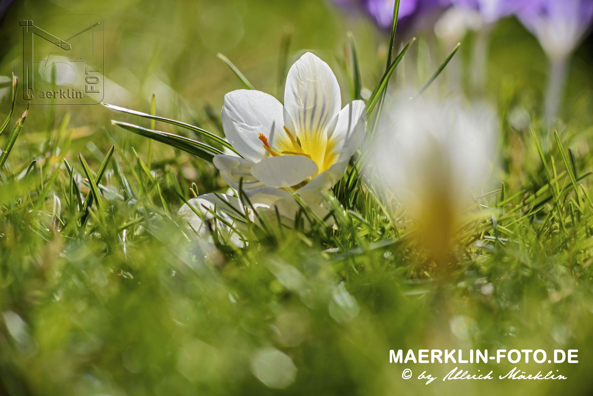  Heckengäu, Krokusse