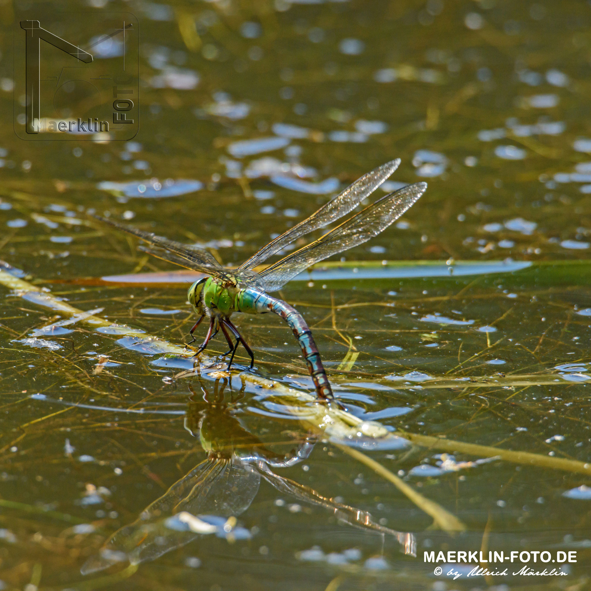Große Königslibelle, Anax imperator, Libelle