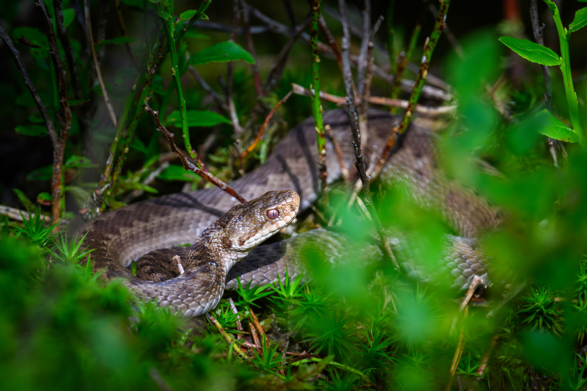 Kreuzotter (vipera berus), Nationalpark Schwarzwald