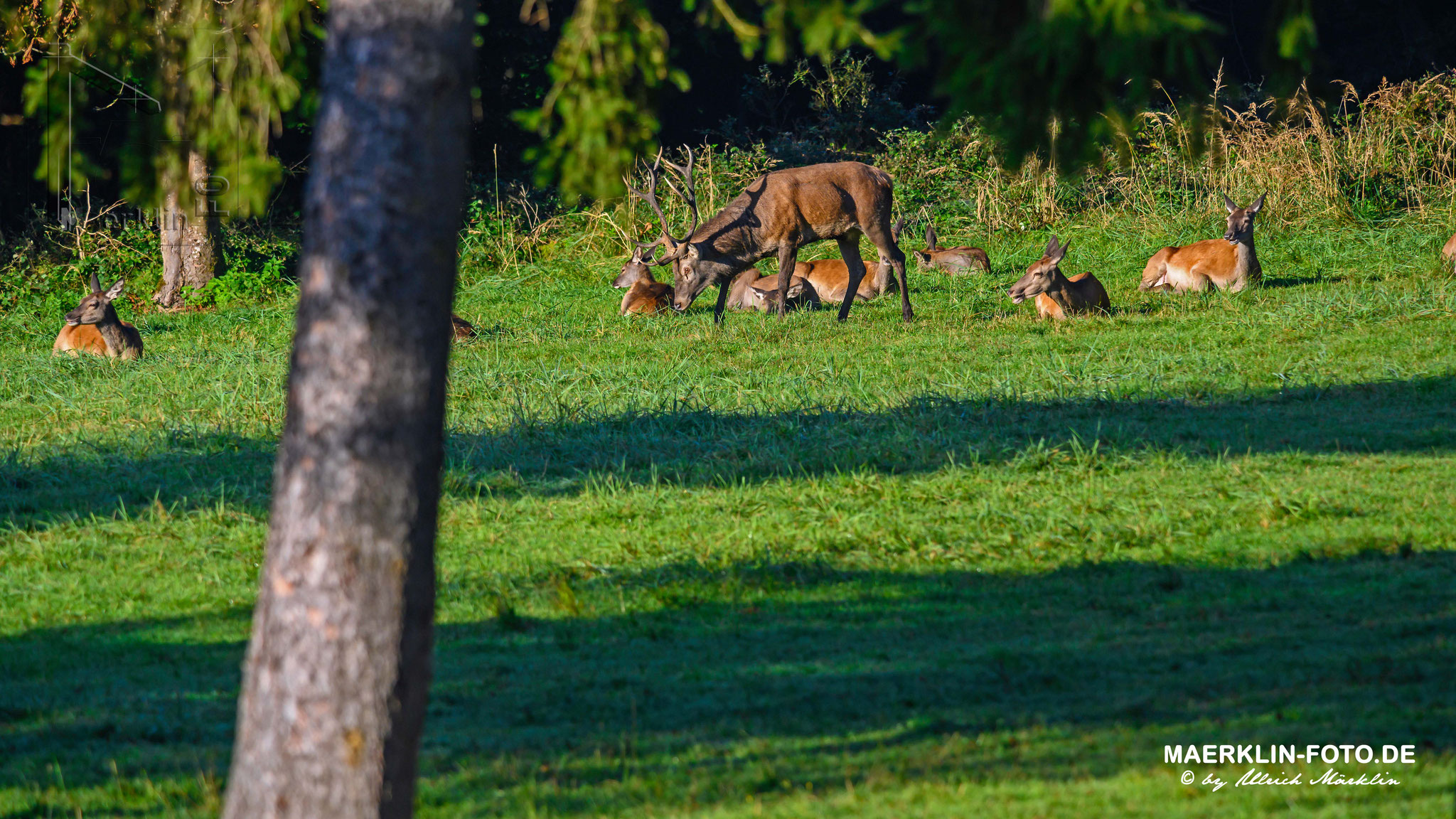 Rothirsch (Cervus elaphus), Hirsch mit Herde