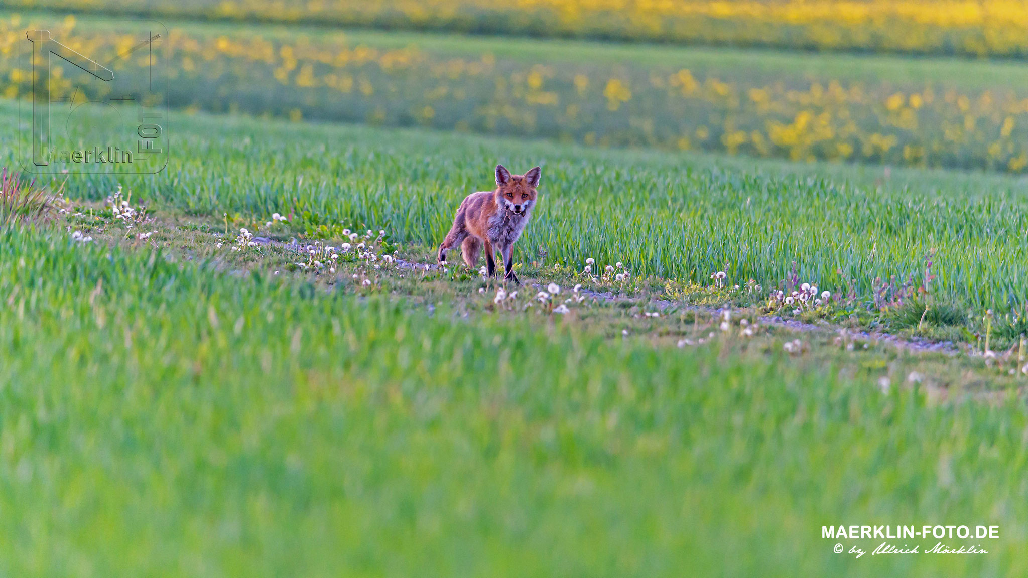 Fuchs/Rotfuchs (Vulpes vulpes) auf der Mäusejagd, Heckengäu