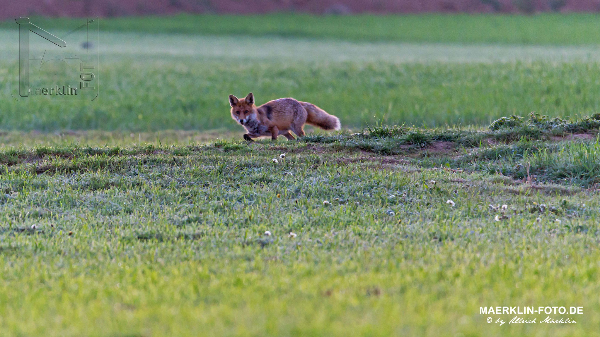 Rotfuchs, Fuchs (Vulpes vulpes), Heckengäu