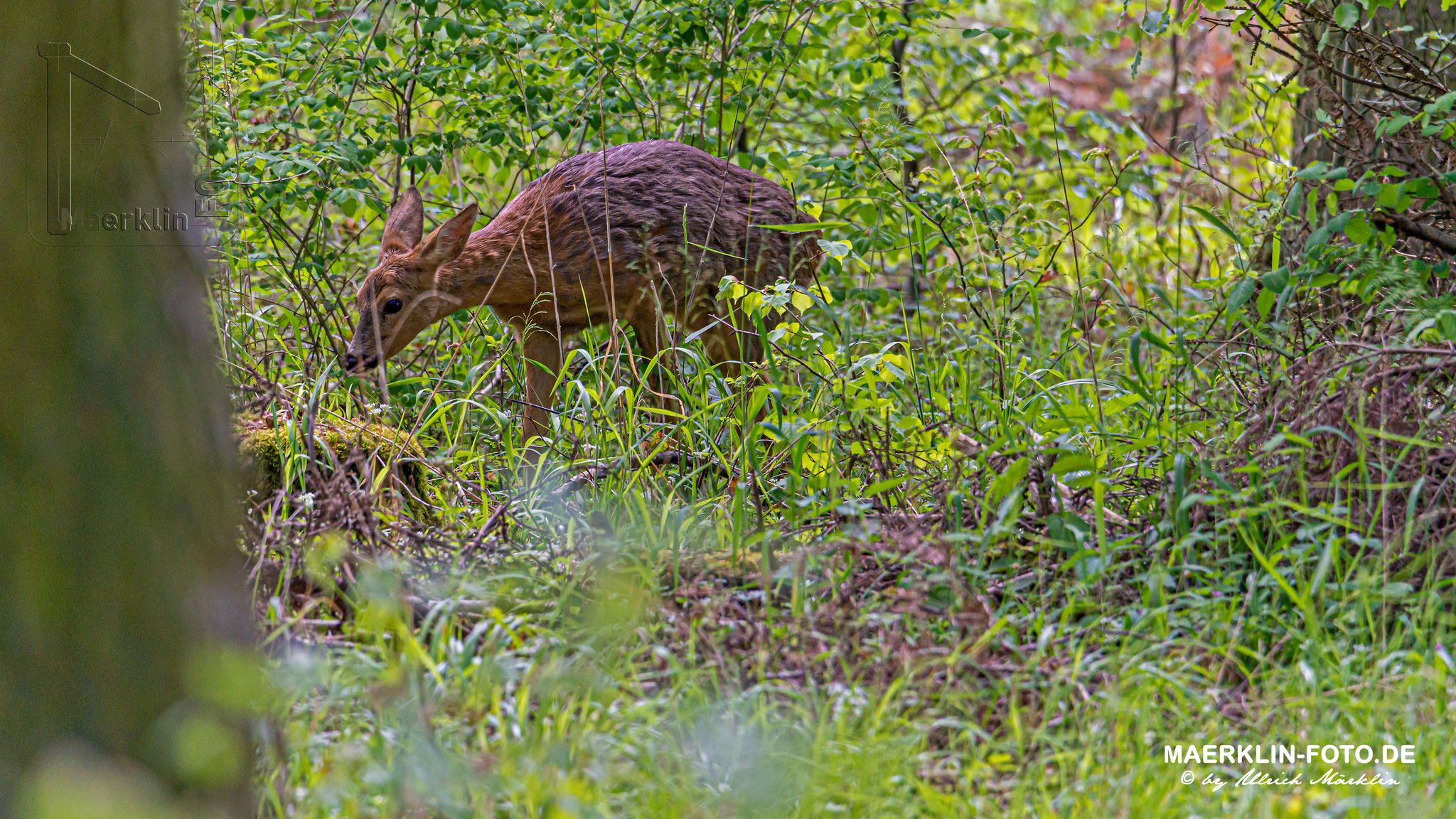 Rehgeiß (Rehwild, Capreolus capreolus) beim Äsen, Heckengäu (Baden-Württemberg)