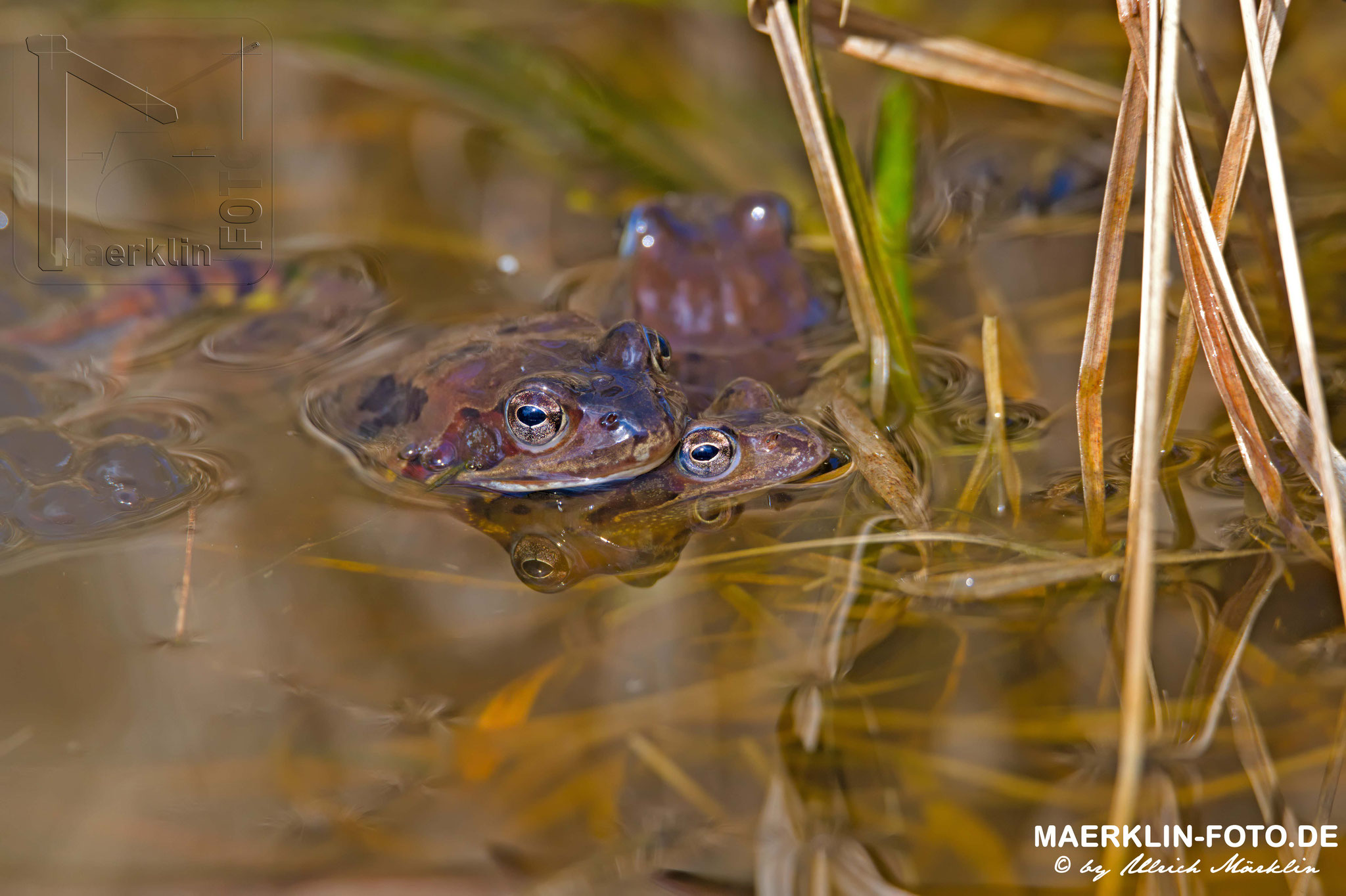 Moorfrösche beim Laichen, Moorfrosch/Rana arvalis, Nationalpark Schwarzwald