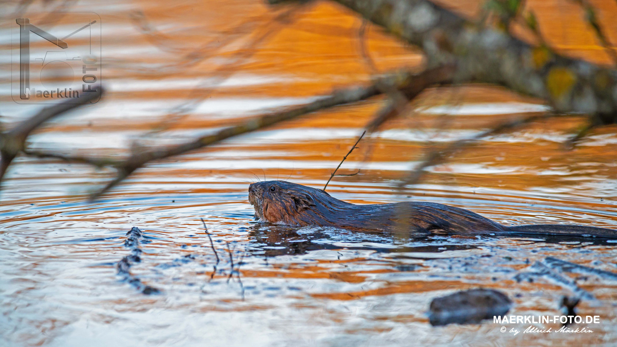 Nutria, schwimmend bei Sonnenuntergang