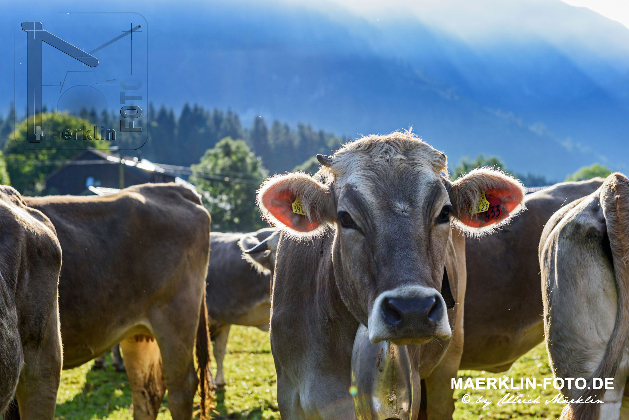 Viehscheid, Hinterstein (Bad Hindelang Allgäu)