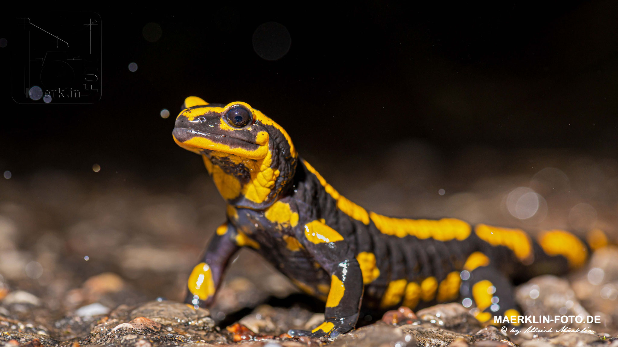 Feuersalamander (Salamandra salamandra), Heckengäu