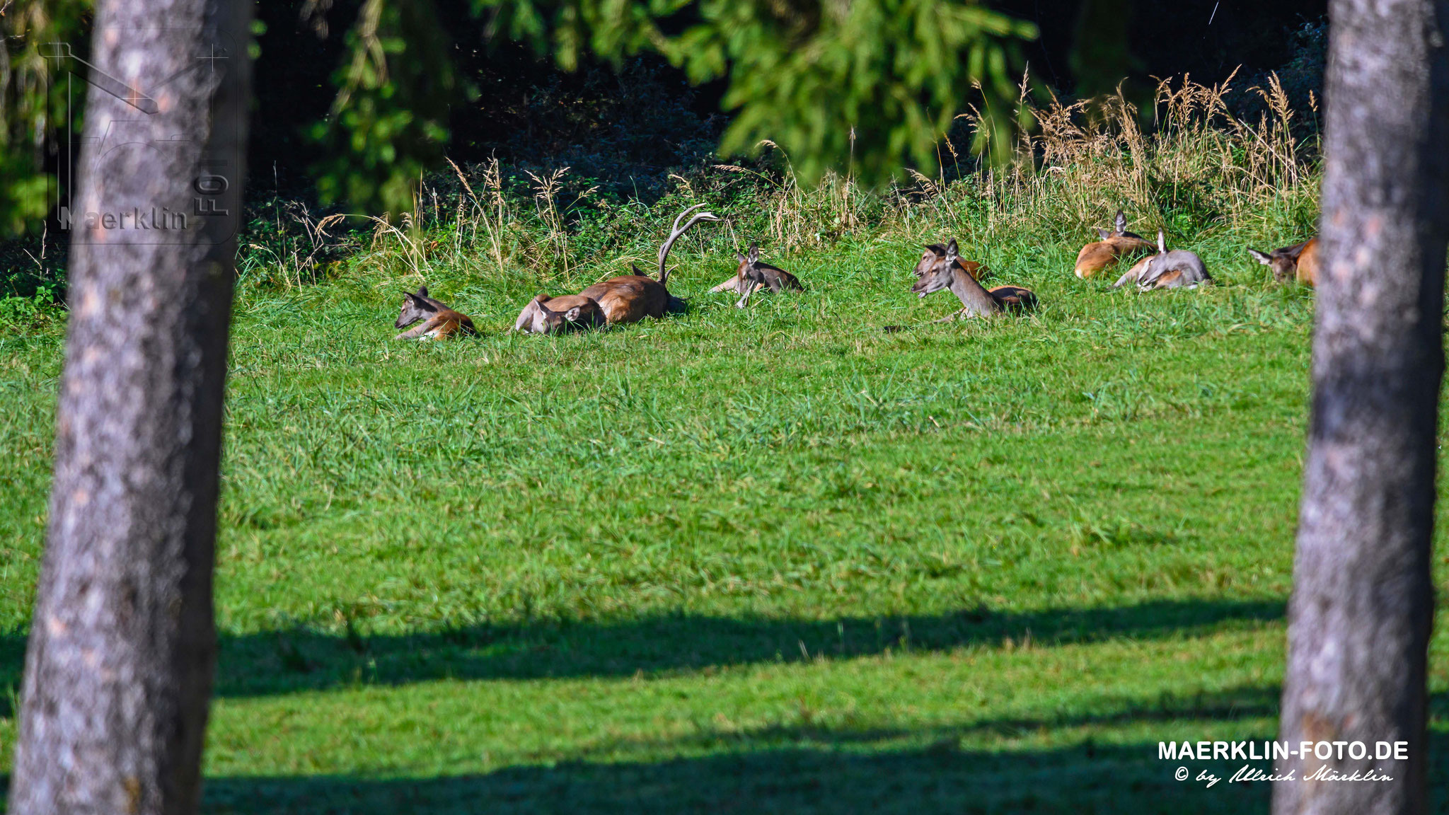 Rothirsch (Cervus elaphus), Hirsch mit Herde